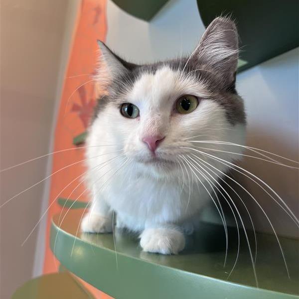 Enlarge Meow Meow, a Adoptable Domestic Medium Hair in Bentonville, AR image 6/6
