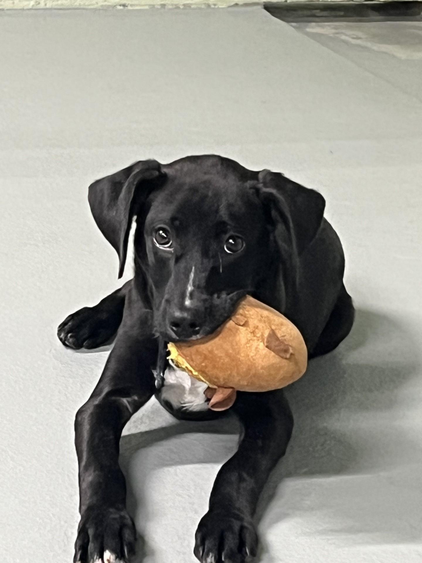 Dodge, a ADOPTABLE mixed breed in Farmington, MO image 2/4