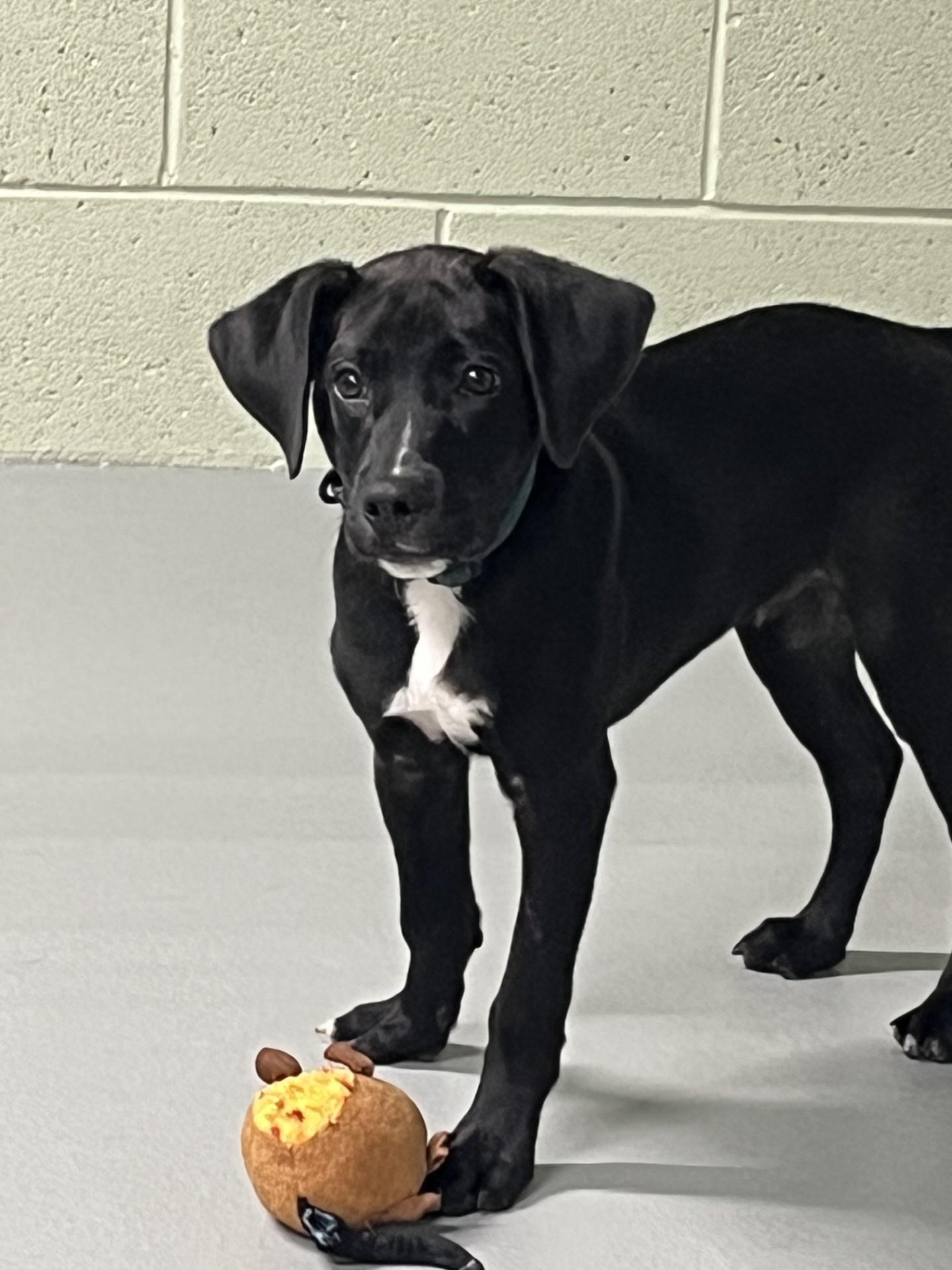 Dodge, a ADOPTABLE mixed breed in Farmington, MO image 3/4