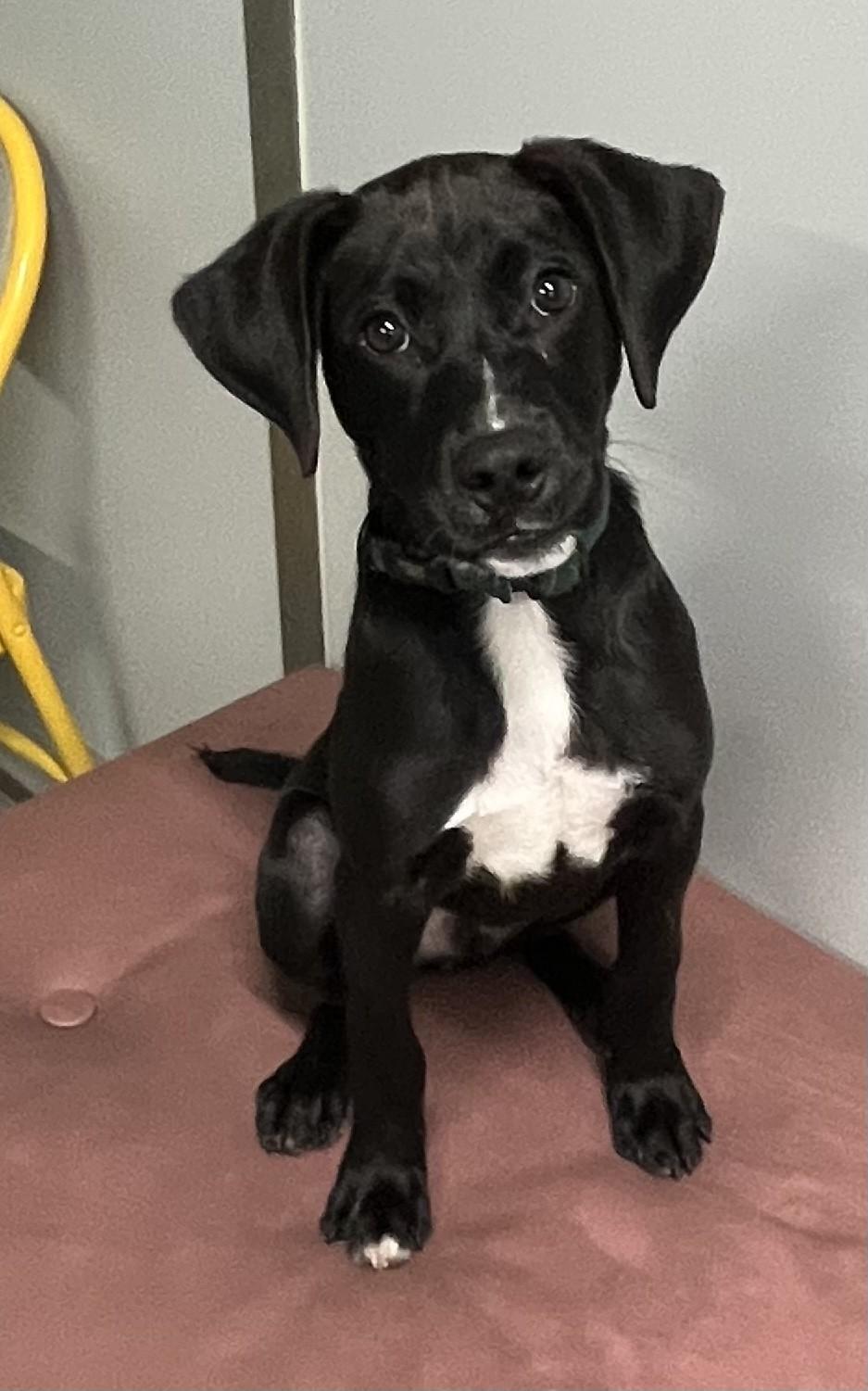 Dodge, ADOPTABLE, Puppy Male Shetland Sheepdog / Sheltie & Beagle.