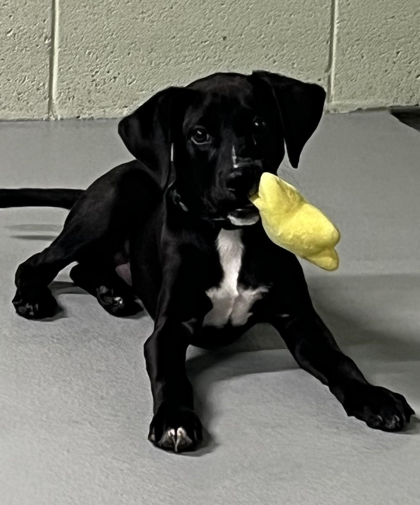 Dodge, a ADOPTABLE mixed breed in Farmington, MO image 4/4