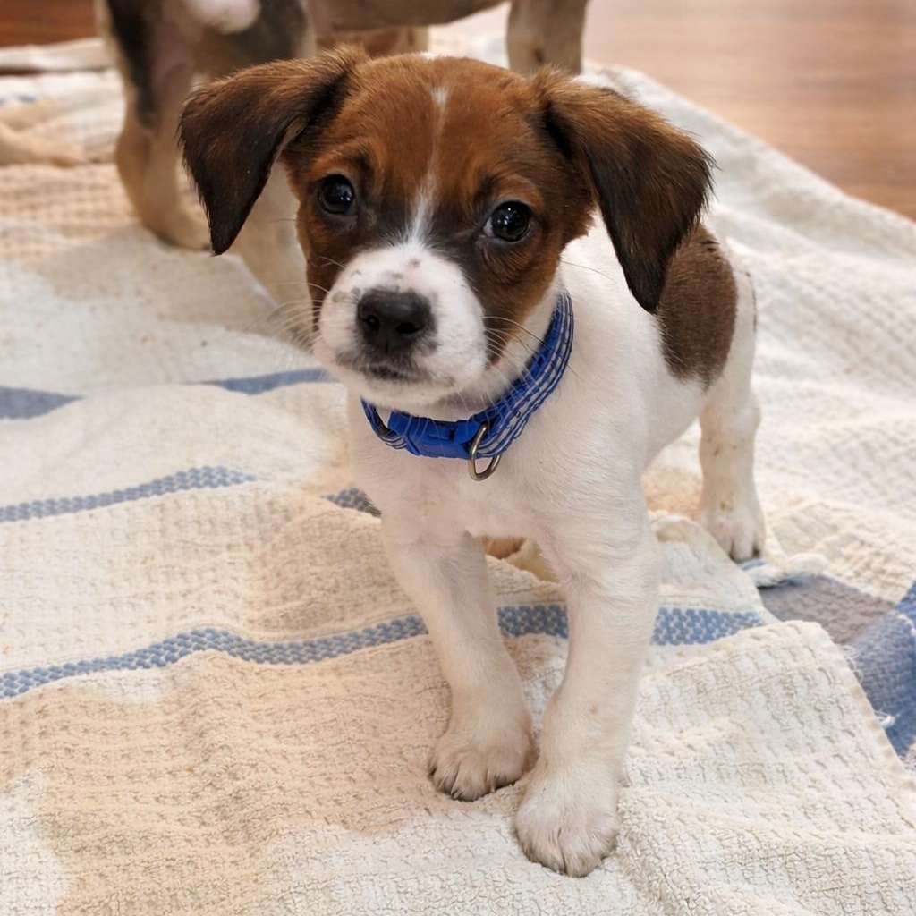James, ADOPTABLE, Puppy Male Beagle & Chiweenie.