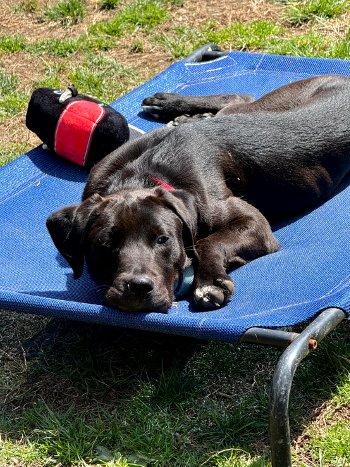Enlarge Wilson, a ADOPTABLE mixed breed in Bedford Hills, NY image 3/5