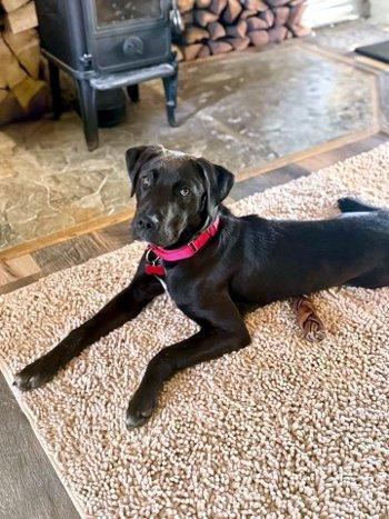 Wilson, ADOPTABLE, Puppy Male Labrador Retriever.
