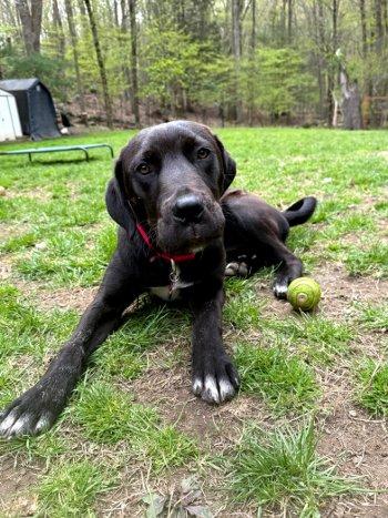 Enlarge Wilson, a ADOPTABLE mixed breed in Bedford Hills, NY image 2/5