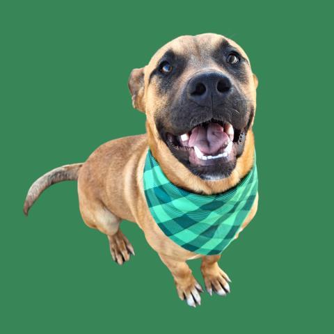 Enlarge Bud -- LONGTIME RESIDENT!, a ADOPTABLE mixed breed in Thousand Oaks, CA image 1/1