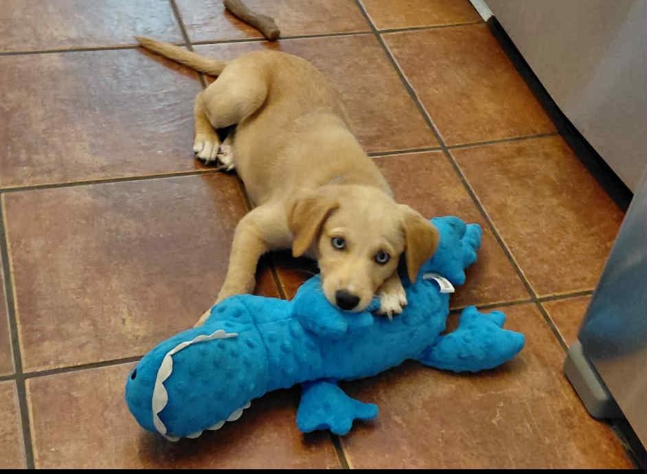 Finn - In Foster