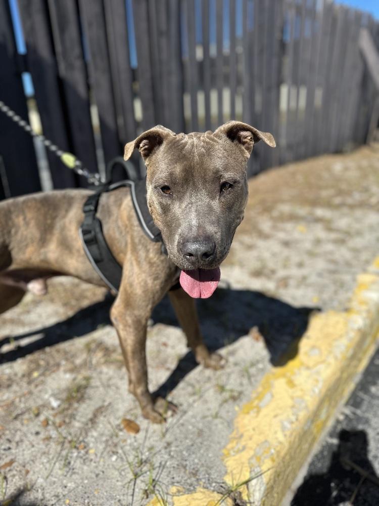 Baloo, Adoptable, Young Male Labrador Retriever.