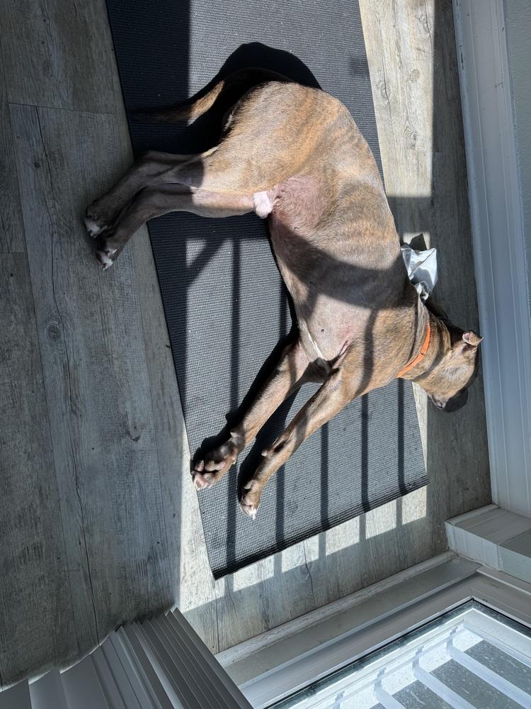 Baloo, a Adoptable mixed breed in St. Petersburg, FL image 3/6