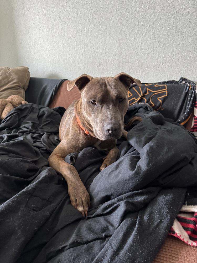 Baloo, a Adoptable mixed breed in St. Petersburg, FL image 4/6