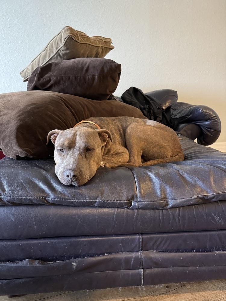 Baloo, a Adoptable mixed breed in St. Petersburg, FL image 6/6