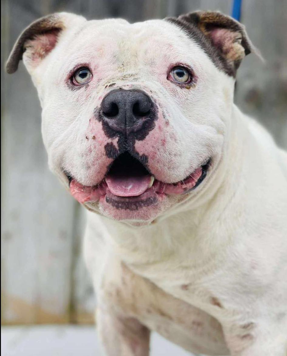 RESCUE ONLY- What does that mean This sweet baby cannot be adopted out to the public without a litt