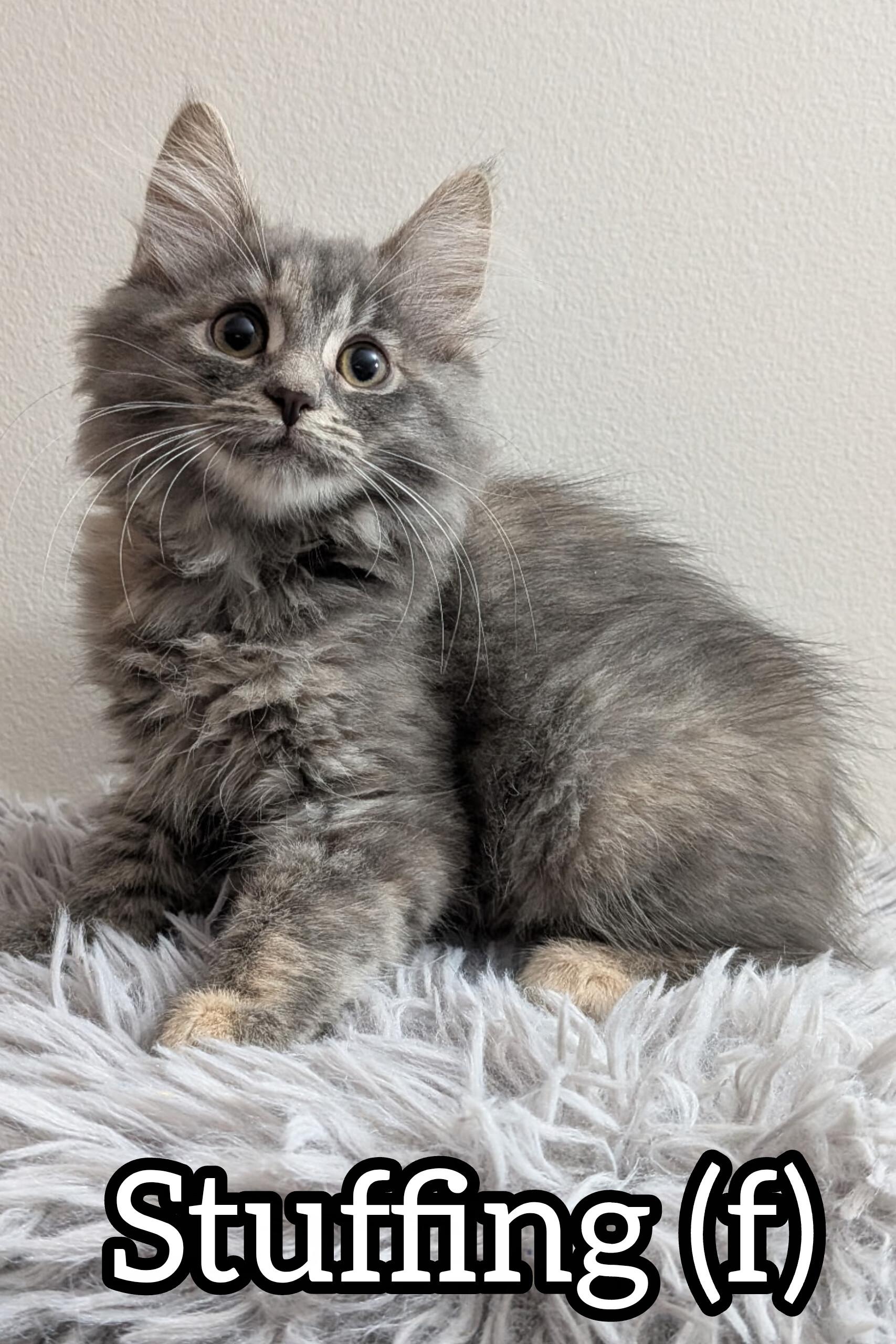 Pre-Adoption: Stuffing, adoptable, Kitten Female Domestic Medium Hair.