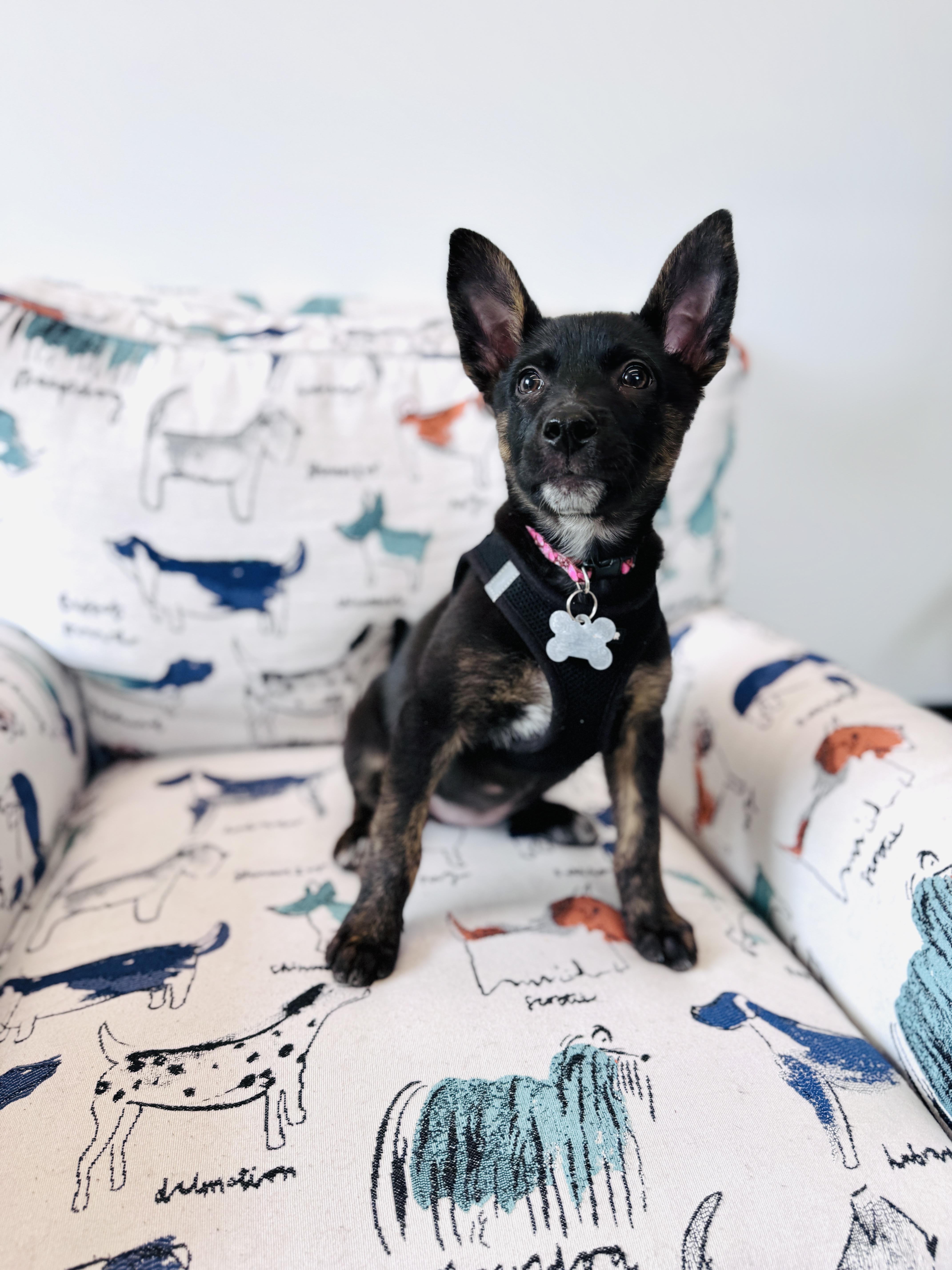 Enlarge Duchess, an adoptable mixed breed in Palatine, IL image 2/6