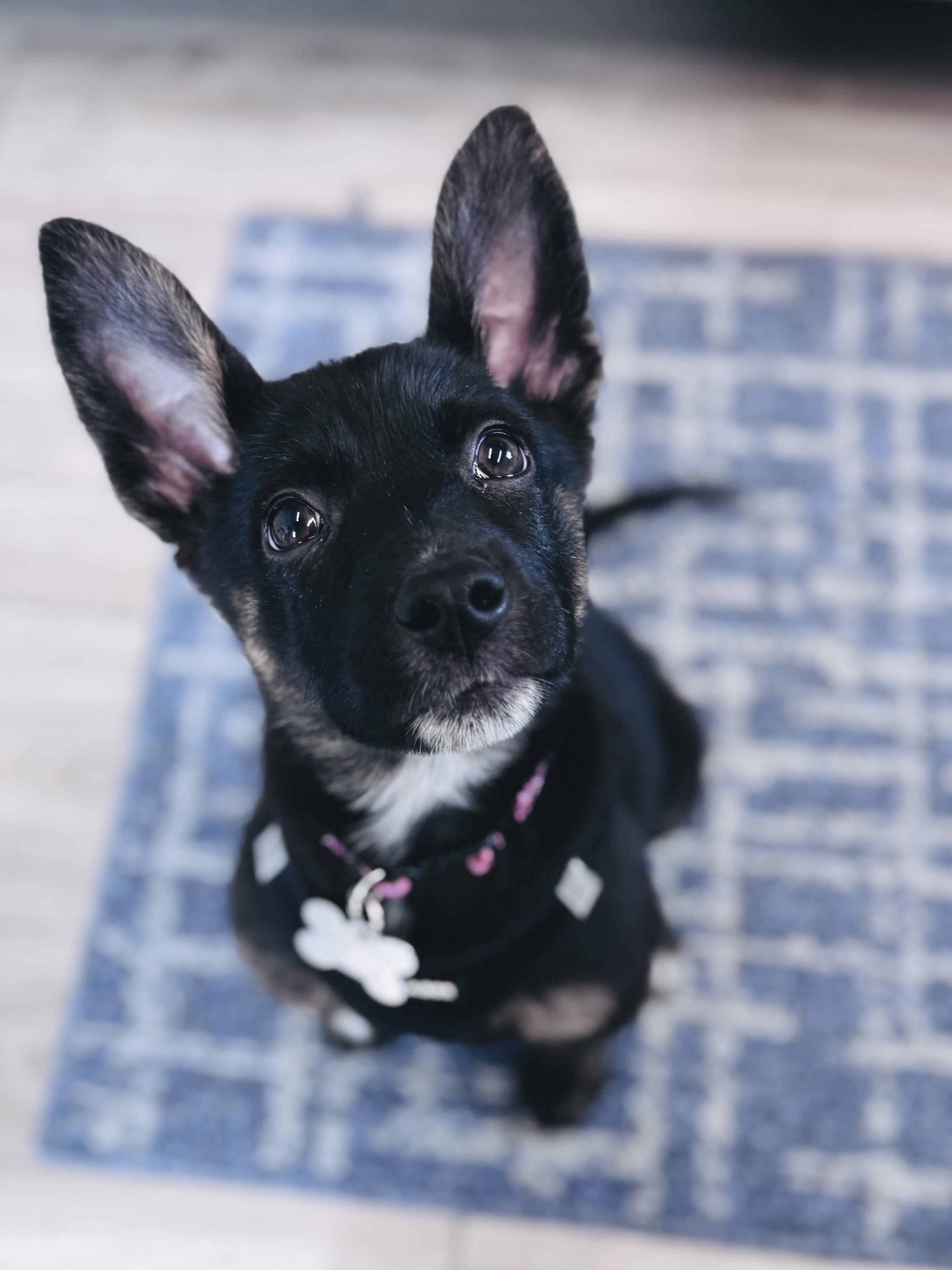 Enlarge Duchess, an adoptable mixed breed in Palatine, IL image 4/6