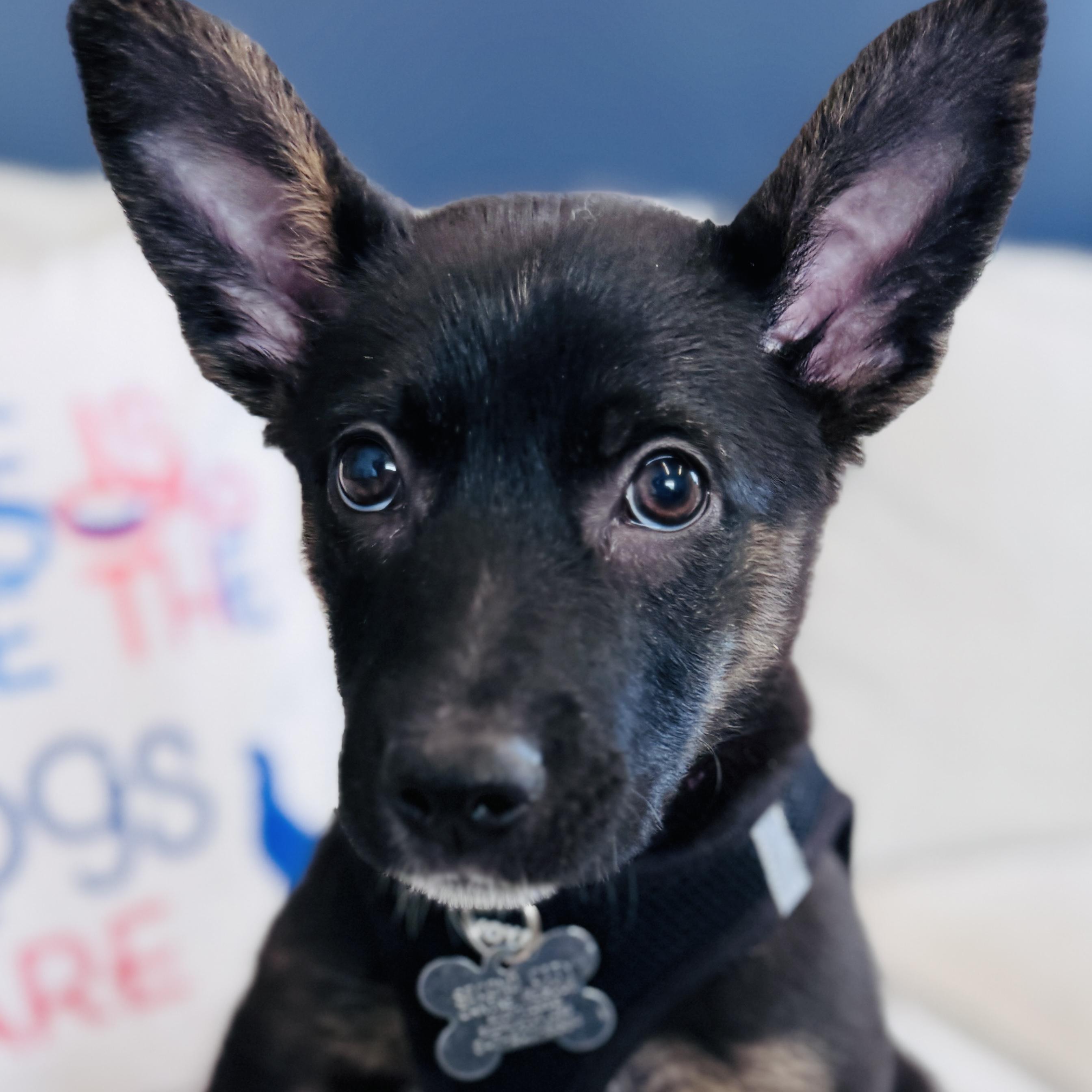 Duchess, adoptable, Puppy Female Shepherd & Mixed Breed.