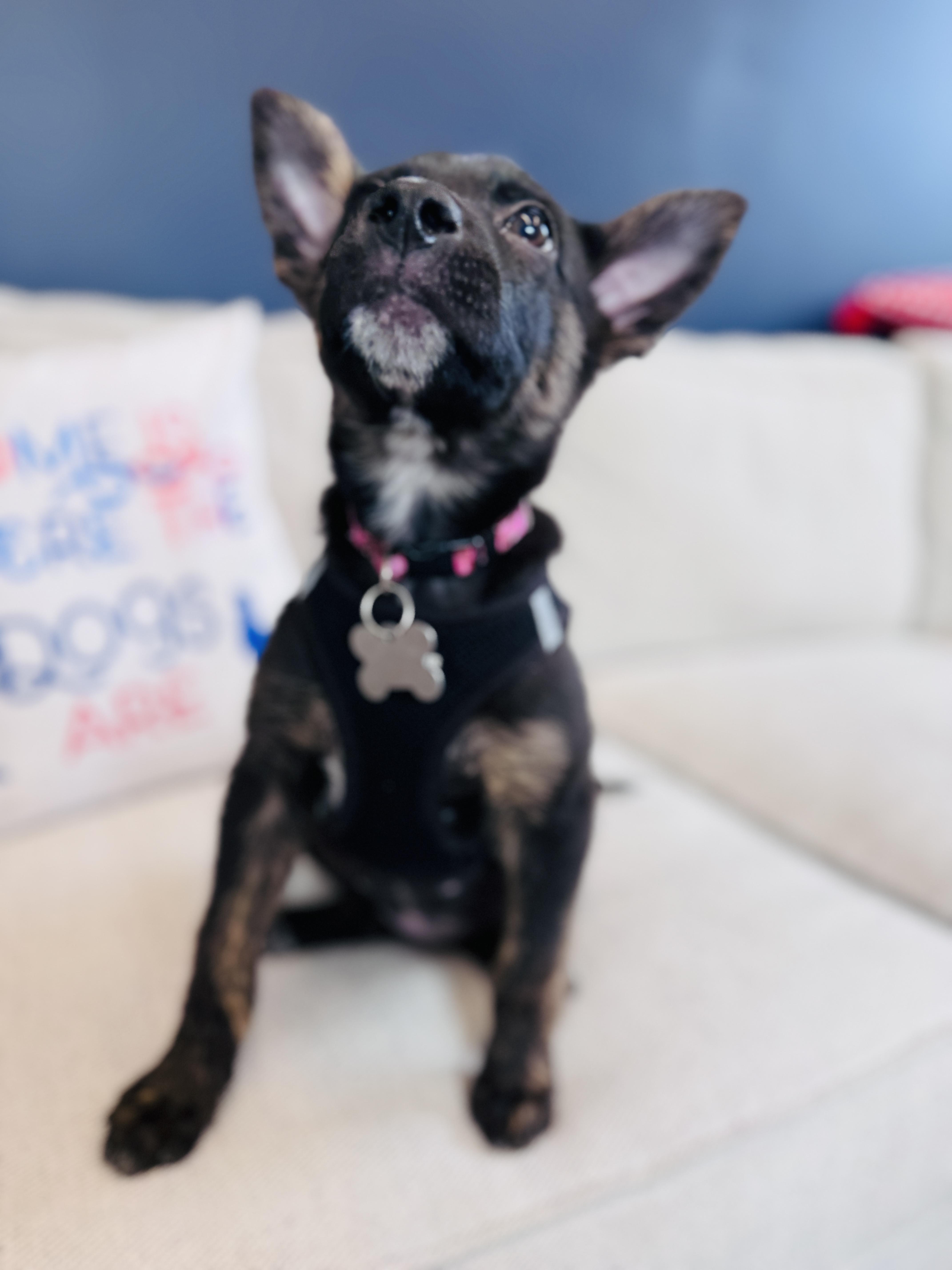Enlarge Duchess, an adoptable mixed breed in Palatine, IL image 5/6
