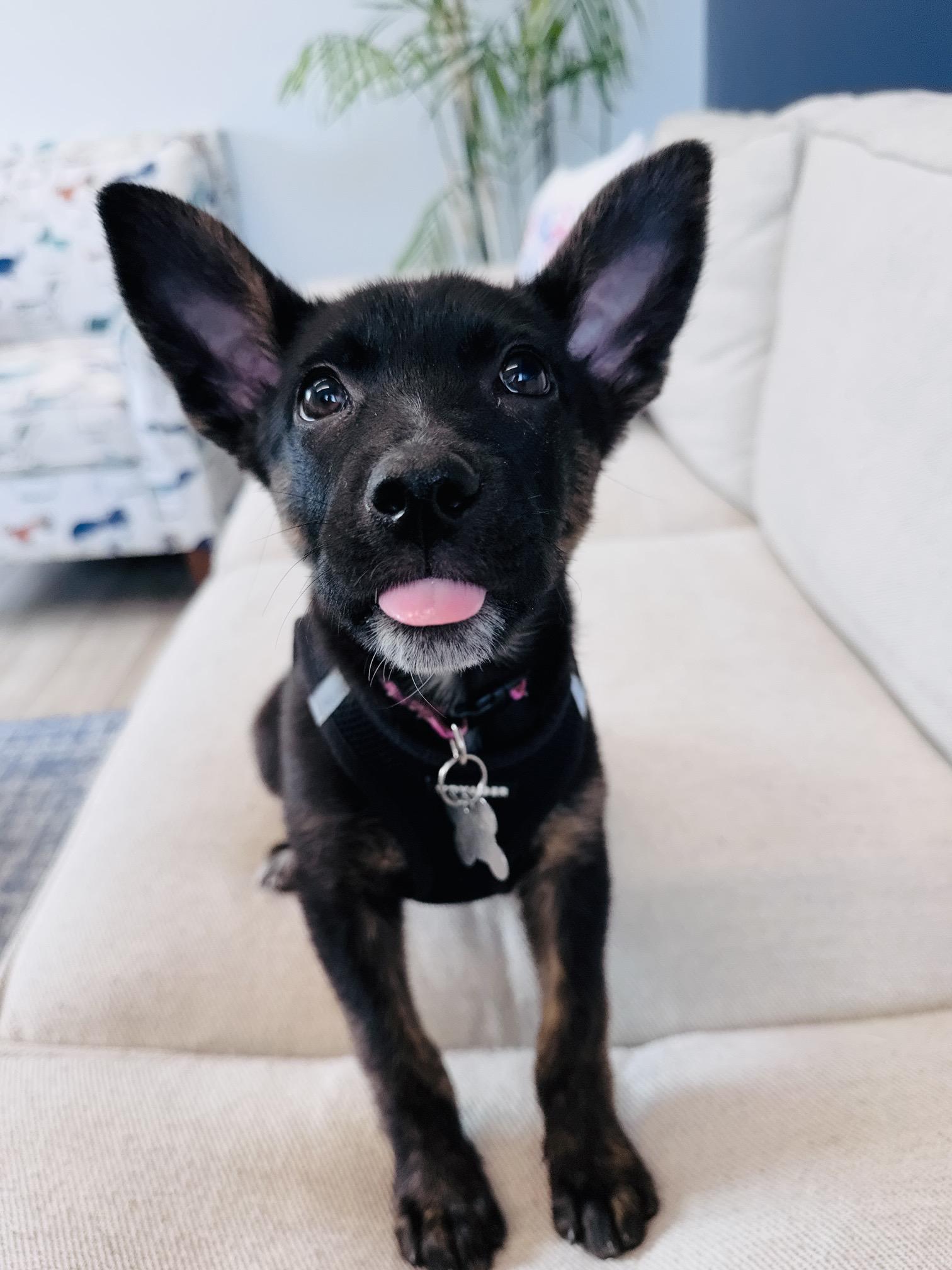 Enlarge Duchess, an adoptable mixed breed in Palatine, IL image 6/6