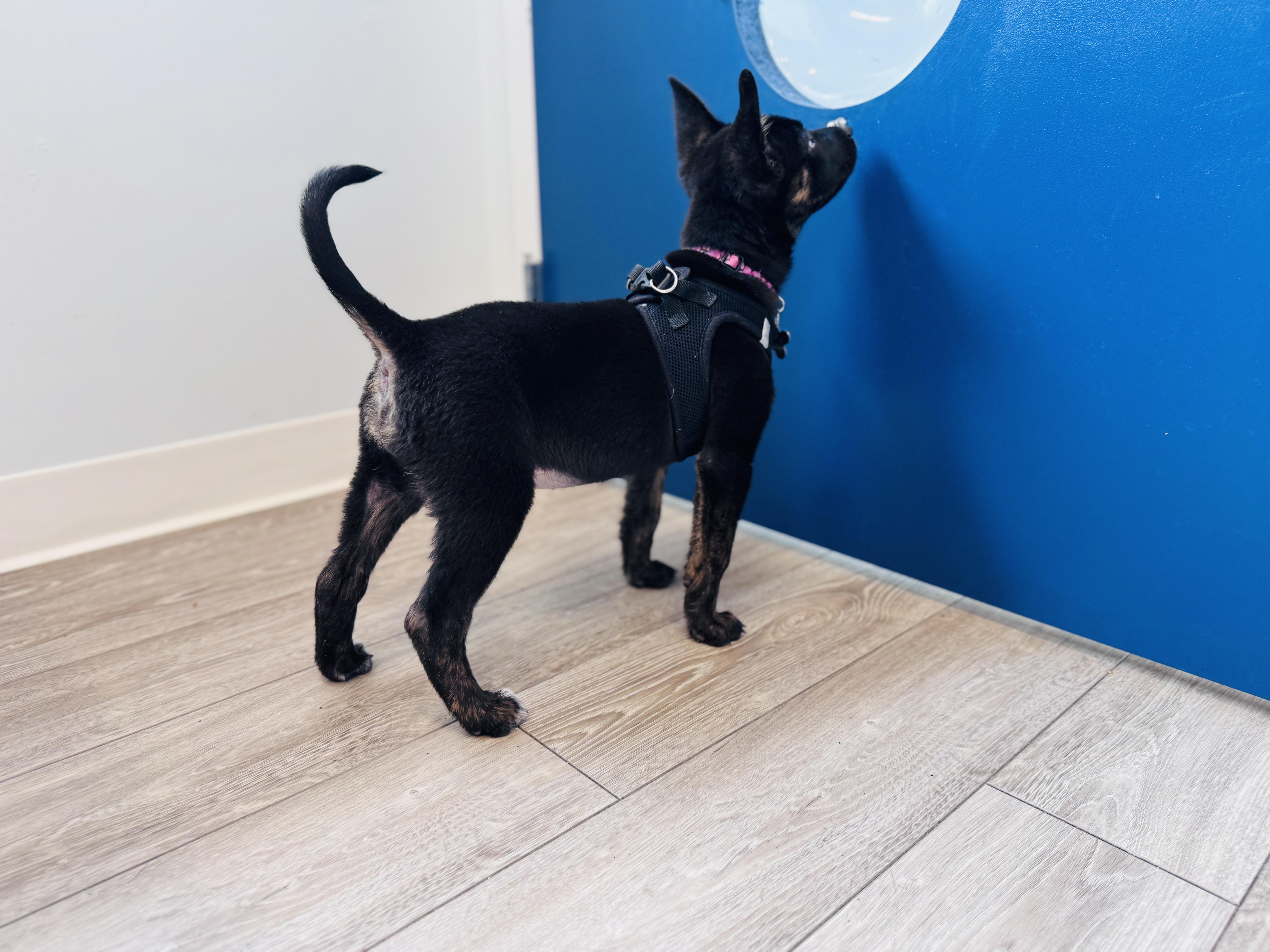 Enlarge Duchess, an adoptable mixed breed in Palatine, IL image 3/6