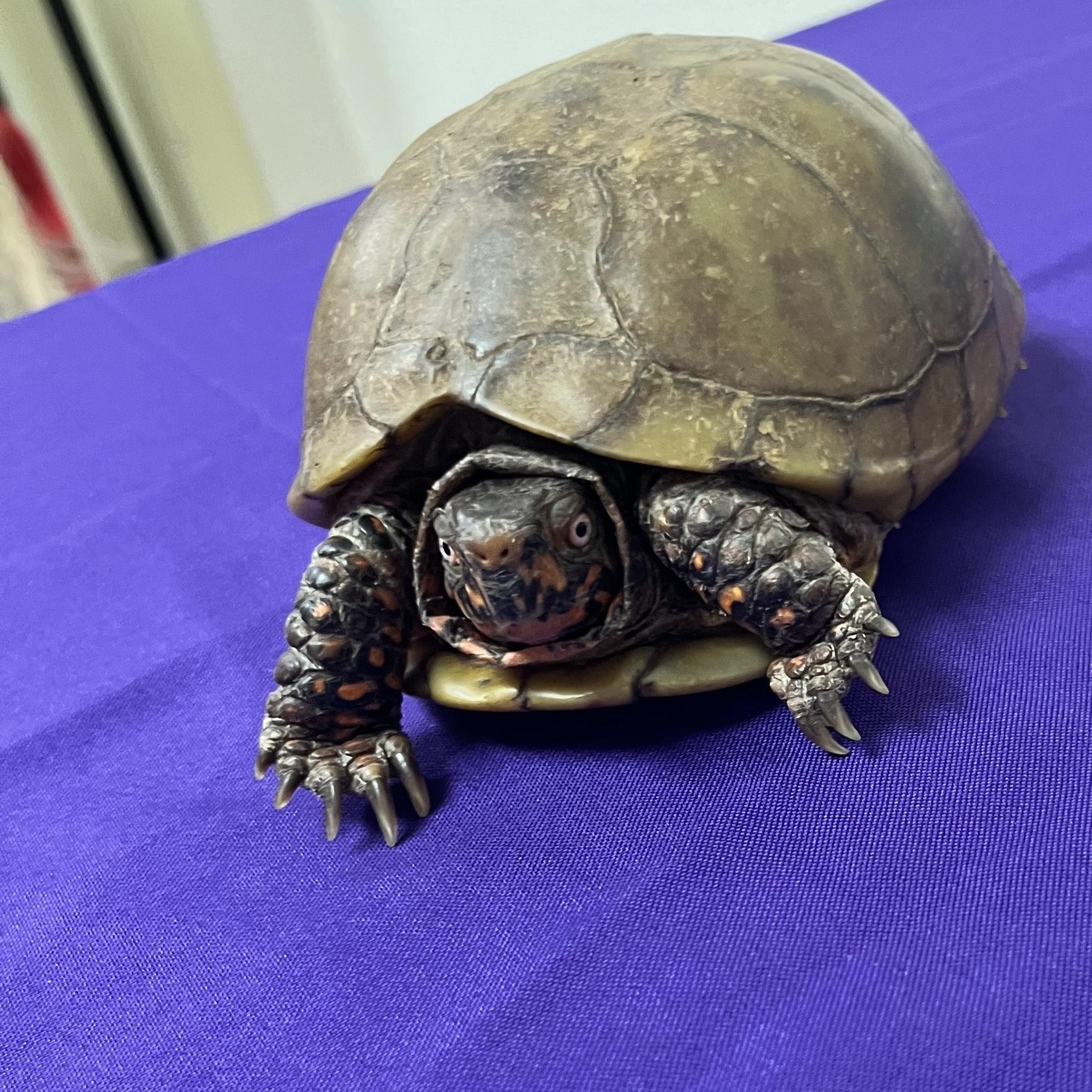 Matilda, adoptable, Adult Female Three-Toed Box.