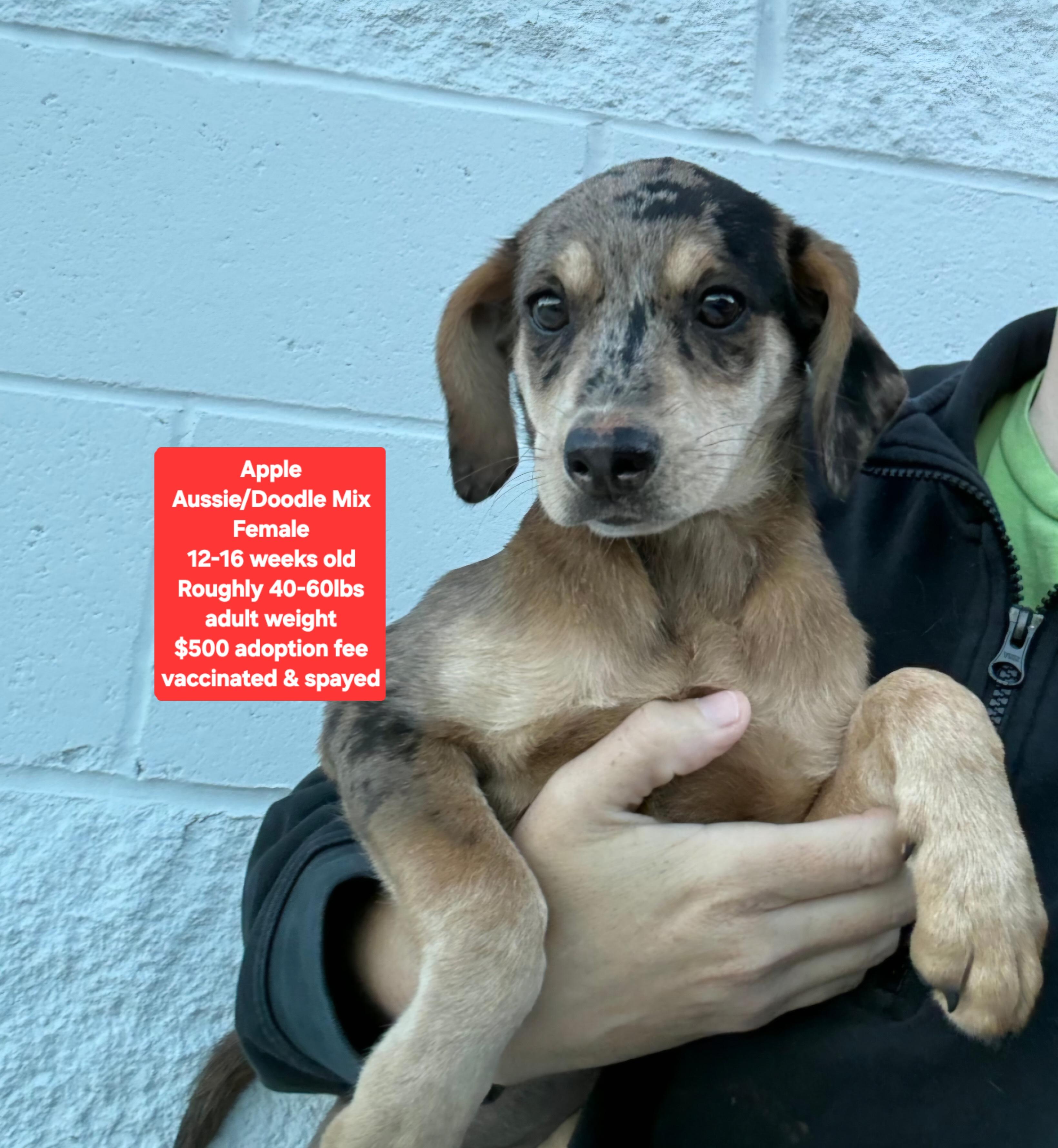 Apple, Adoptable, Puppy Female Australian Shepherd & Aussiedoodle.