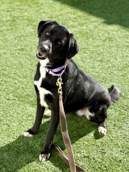 Maura, a Adoptable mixed breed in Downers Grove, IL image 1/3