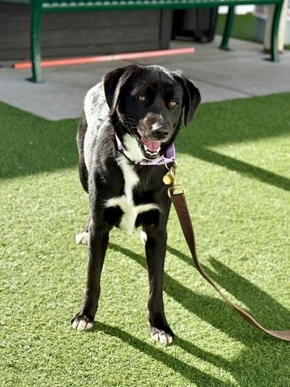 Maura, a Adoptable mixed breed in Downers Grove, IL image 2/3