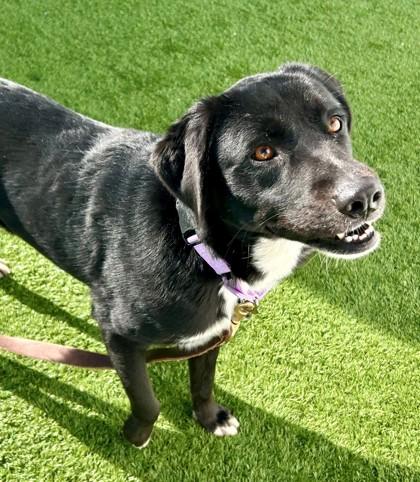 Maura, a Adoptable mixed breed in Downers Grove, IL image 3/3