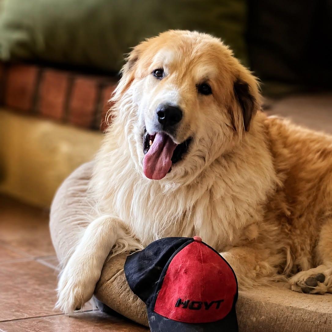 Enlarge Willis, a ADOPTABLE mixed breed in Kiowa, OK image 2/6