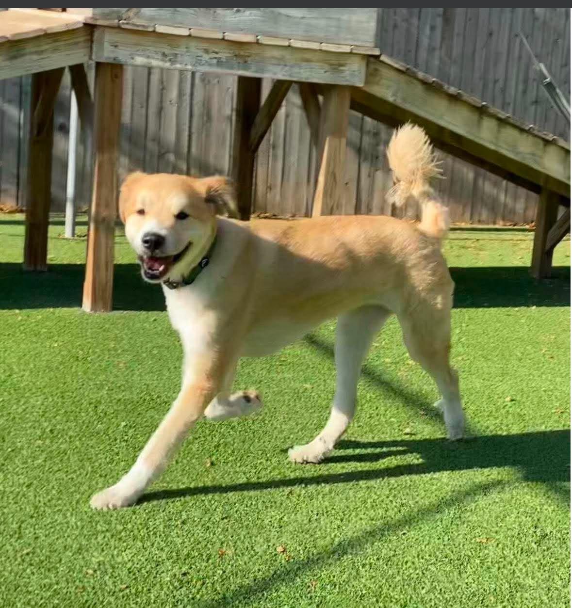 Enlarge Willis, a ADOPTABLE mixed breed in Kiowa, OK image 6/6