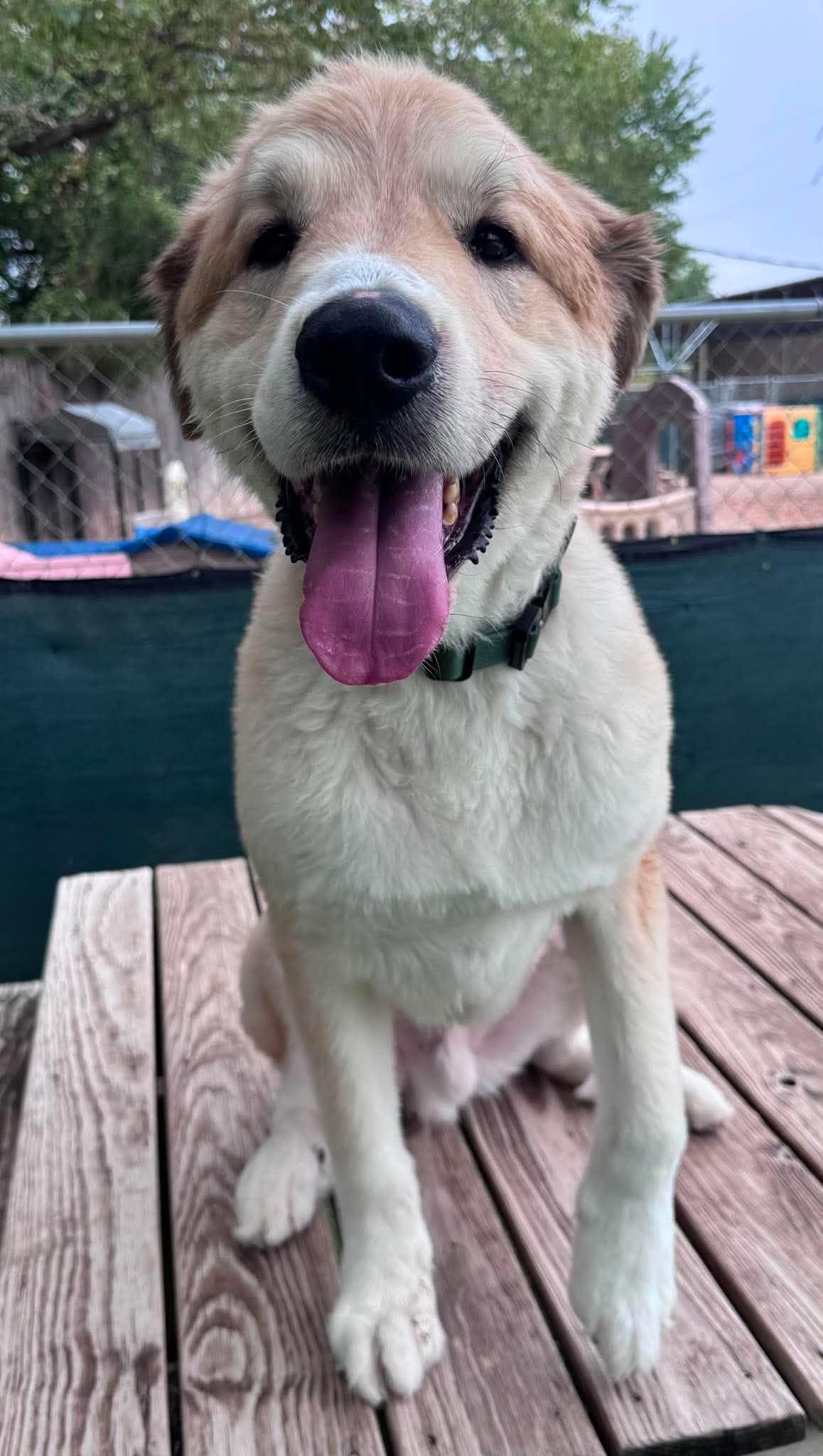 Enlarge Willis, a ADOPTABLE mixed breed in Kiowa, OK image 4/6