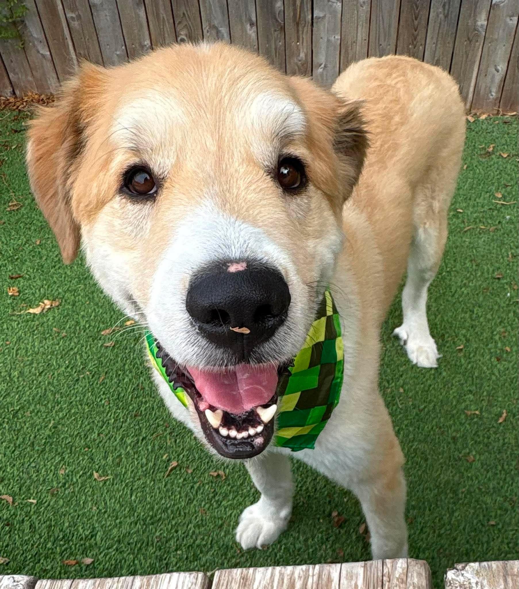 Willis, ADOPTABLE, Adult Male Great Pyrenees & Golden Retriever.