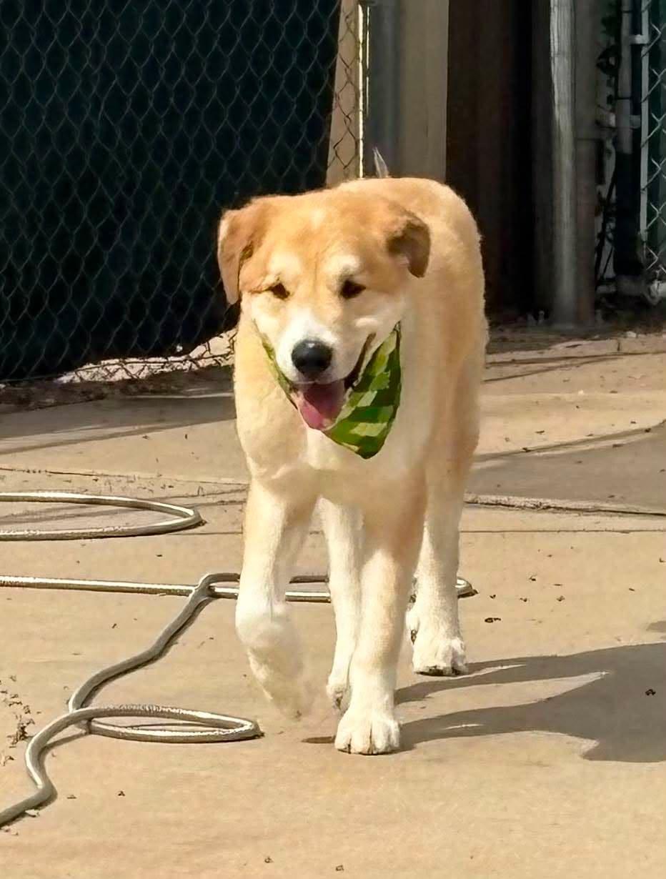 Enlarge Willis, a ADOPTABLE mixed breed in Kiowa, OK image 3/6