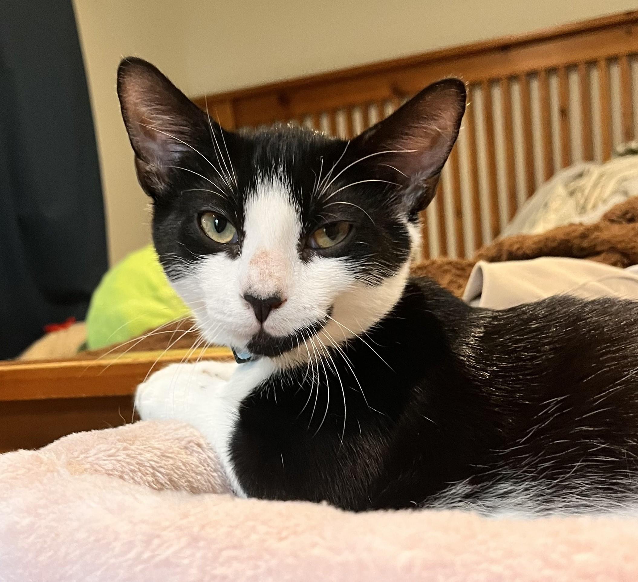 Juniper & Sage-Ready for their 4-Ever Home with You, a Adoptable Domestic Short Hair in Laurel, MD image 2/6
