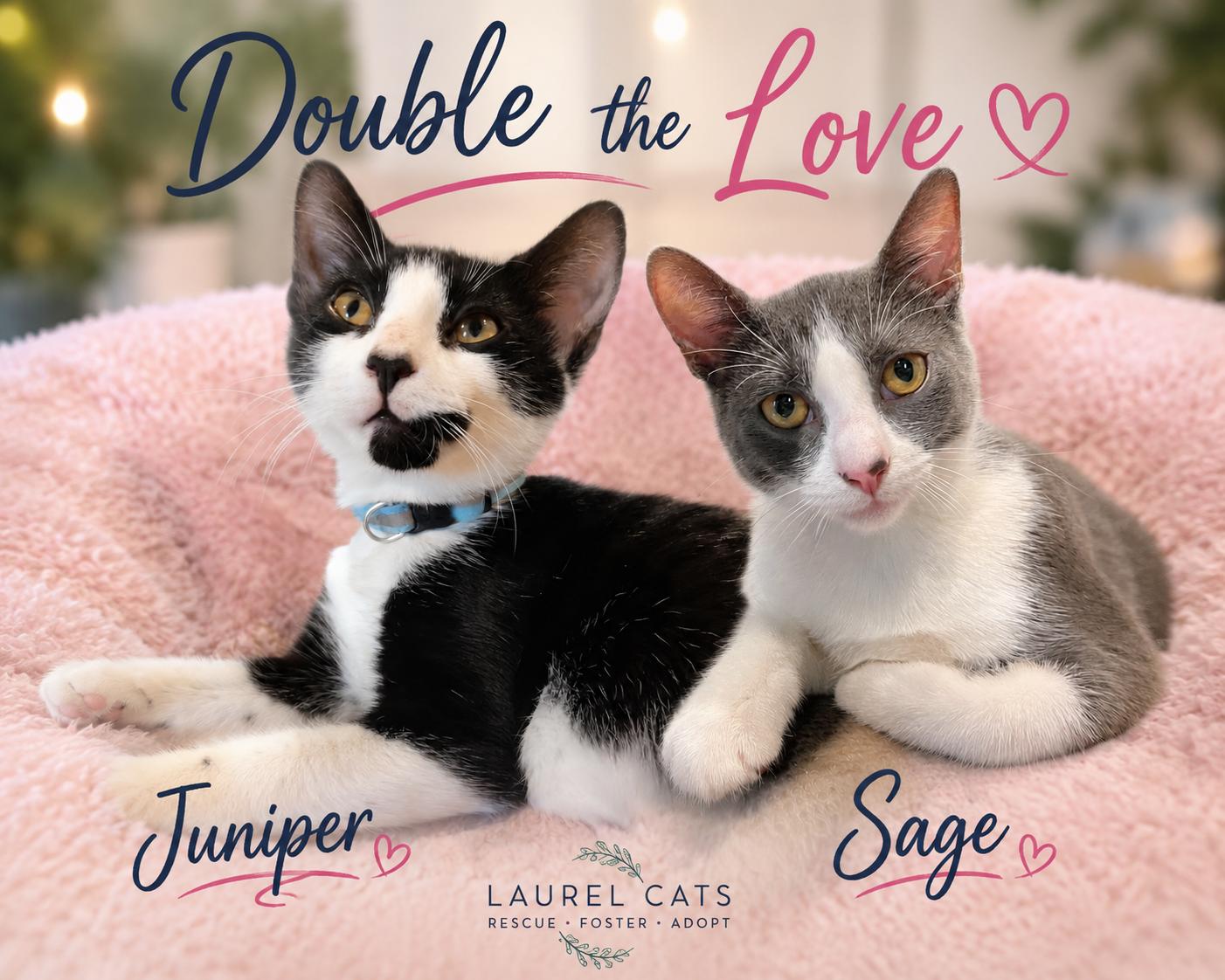 Juniper & Sage-Ready for their 4-Ever Home with You, Adoptable, Kitten Male Domestic Short Hair.