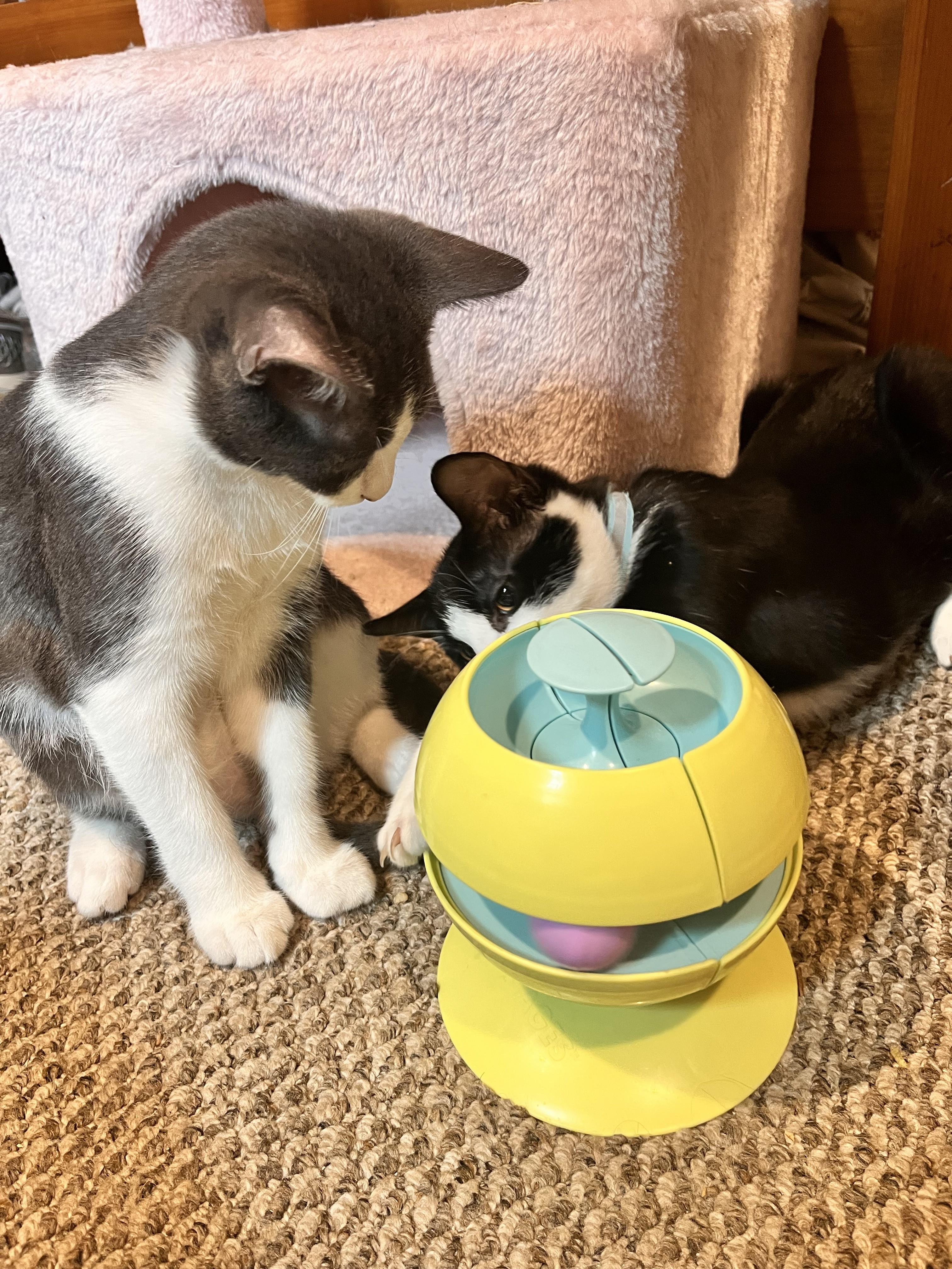 Juniper & Sage-Ready for their 4-Ever Home with You, a Adoptable Domestic Short Hair in Laurel, MD image 4/6