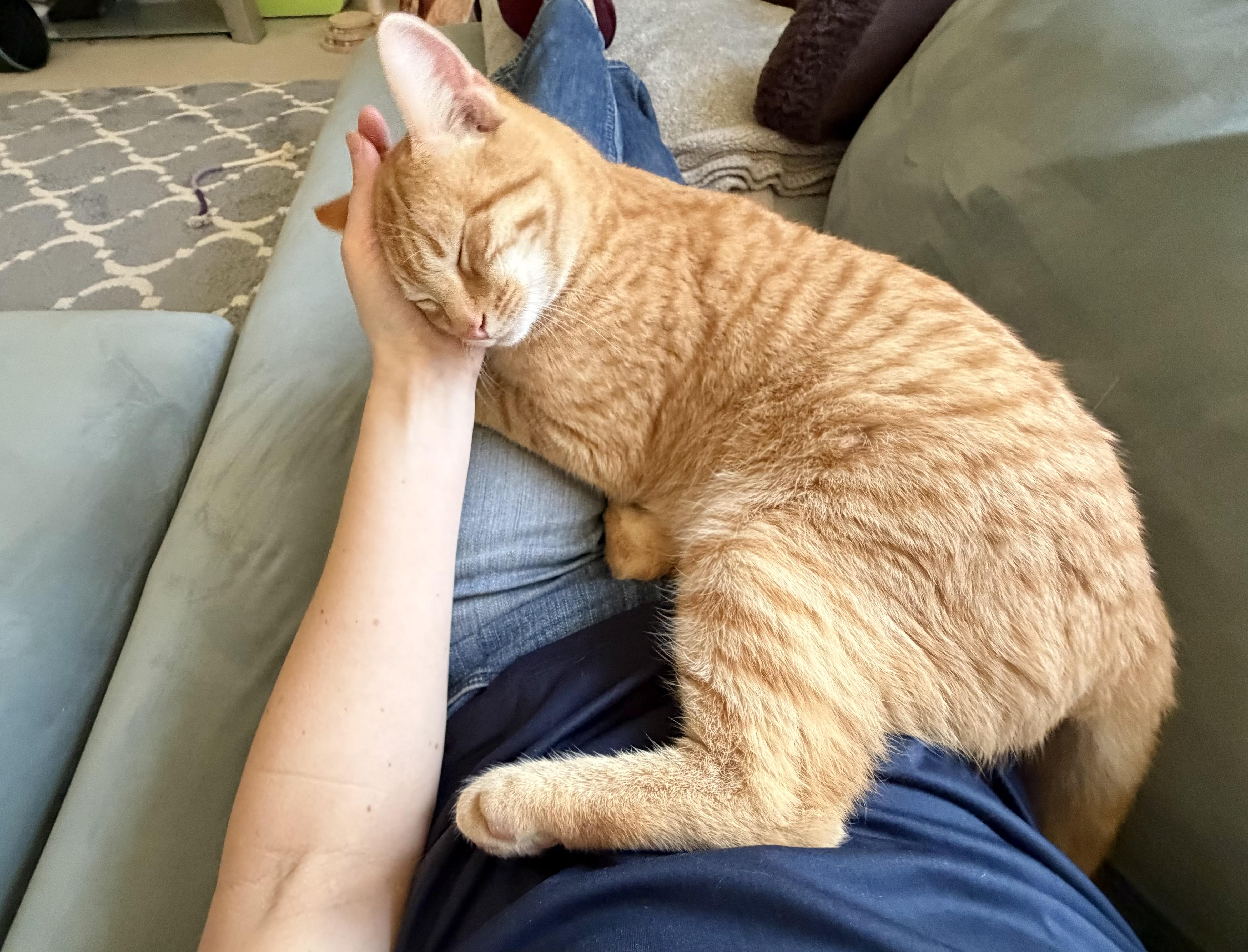 Enlarge Chief (Snuggly, social lap cat!), an adopted Tabby in Rock Hill, SC image 2/6