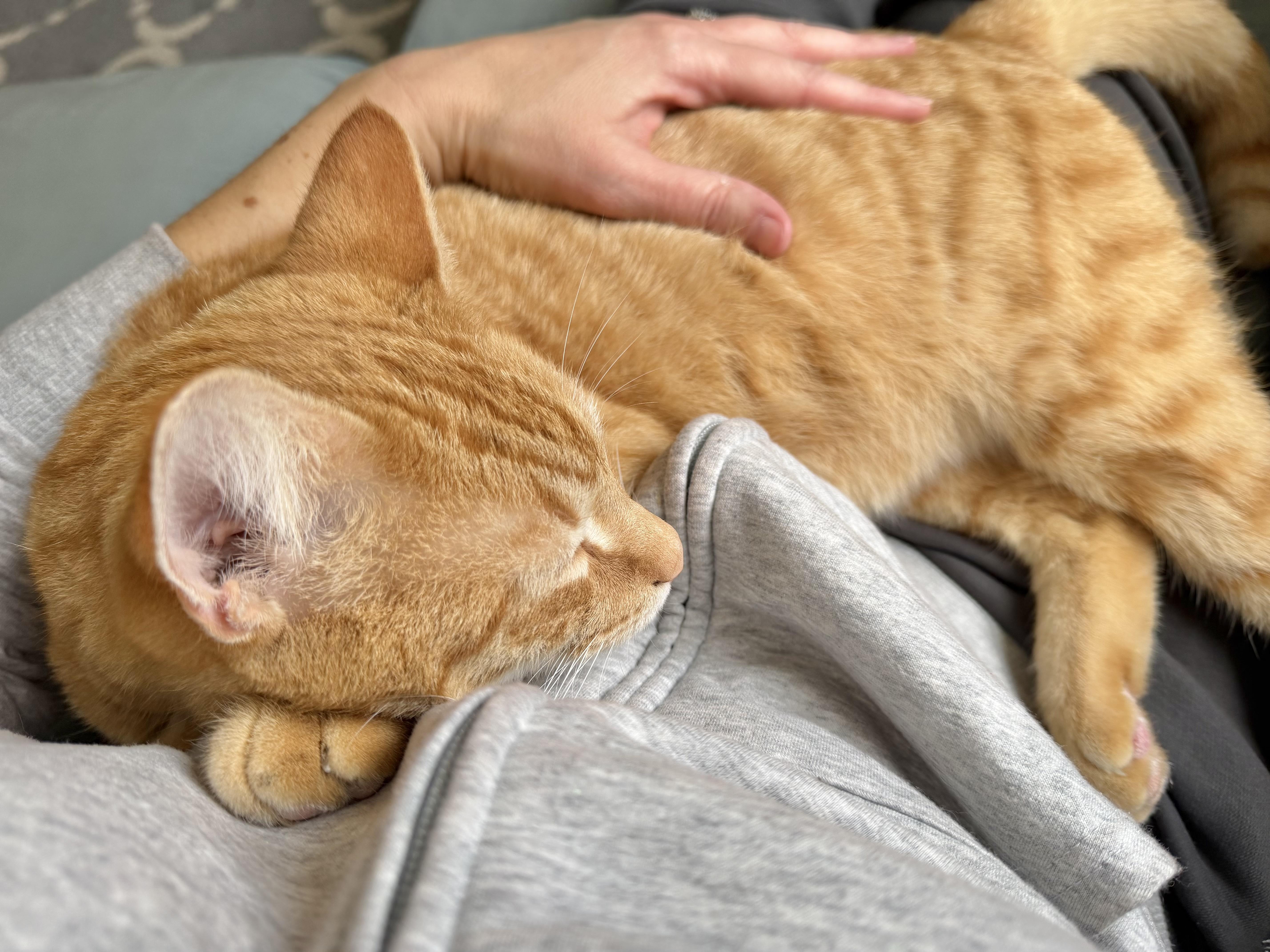 Enlarge Chief (Snuggly, social lap cat!), an adopted Tabby in Rock Hill, SC image 6/6