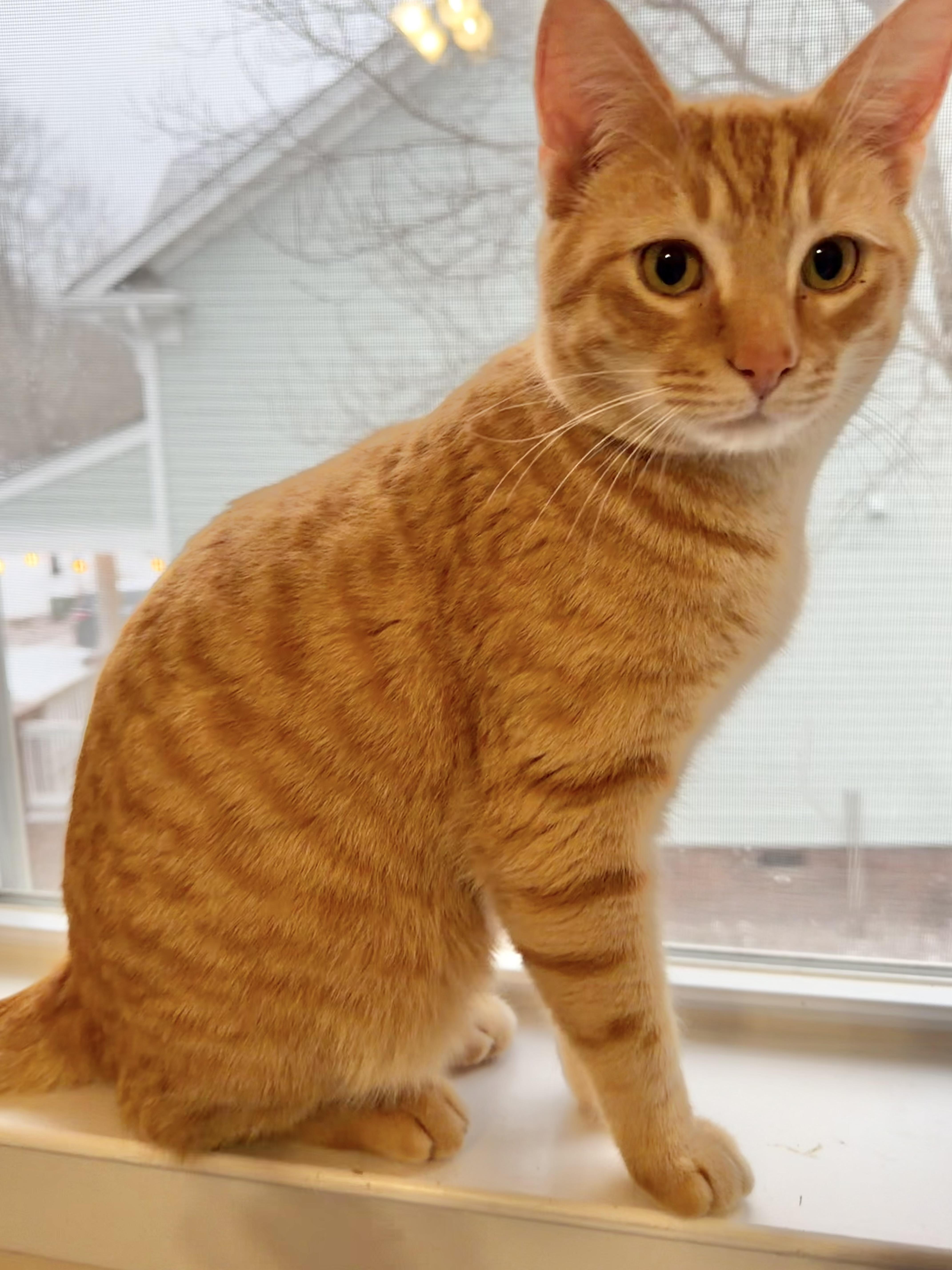Enlarge Chief (Snuggly, social lap cat!), an adopted Tabby in Rock Hill, SC image 5/6