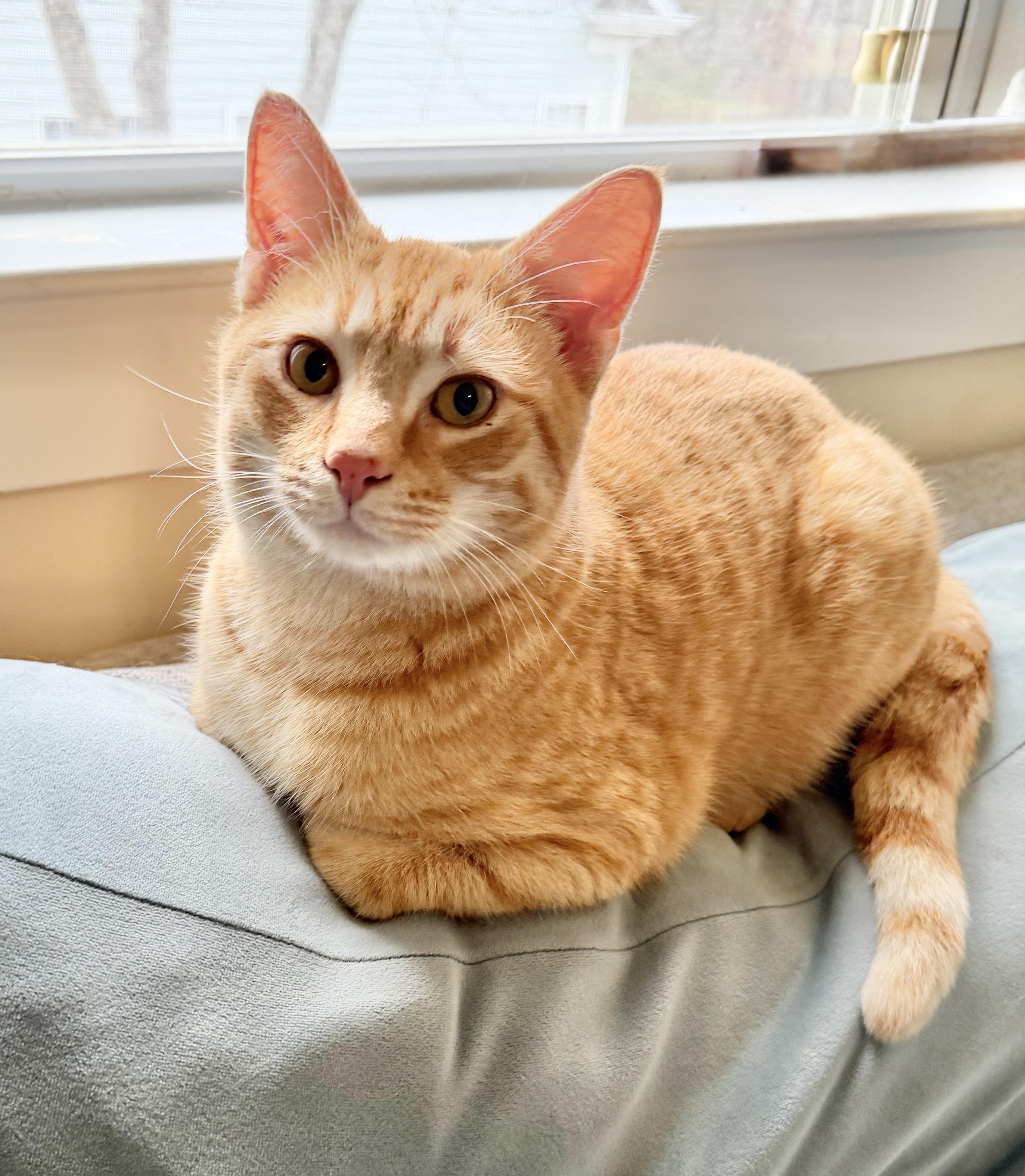 Enlarge Chief (Snuggly, social lap cat!), an adopted Tabby in Rock Hill, SC image 1/6