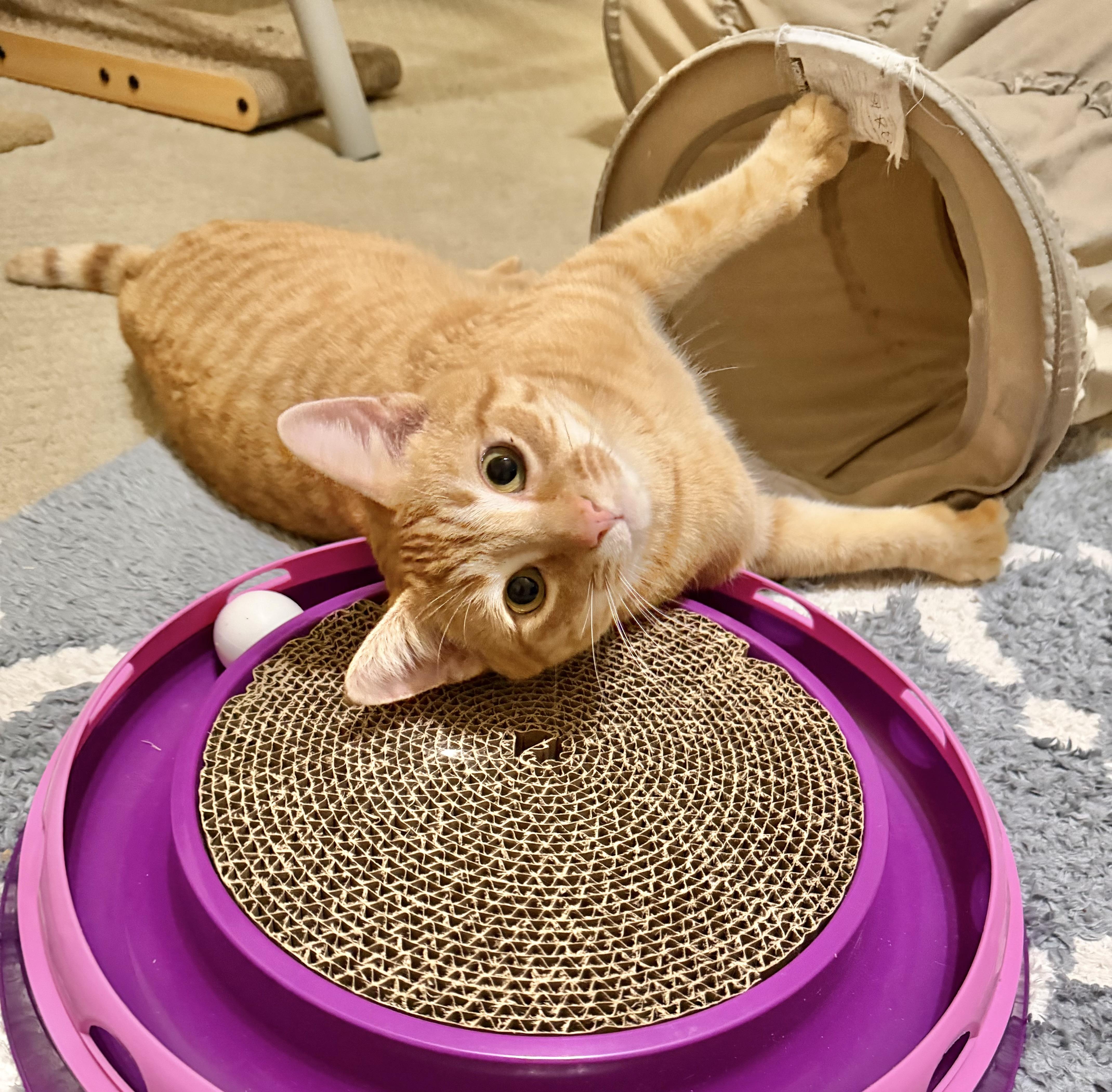 Enlarge Chief (Snuggly, social lap cat!), an adopted Tabby in Rock Hill, SC image 3/6