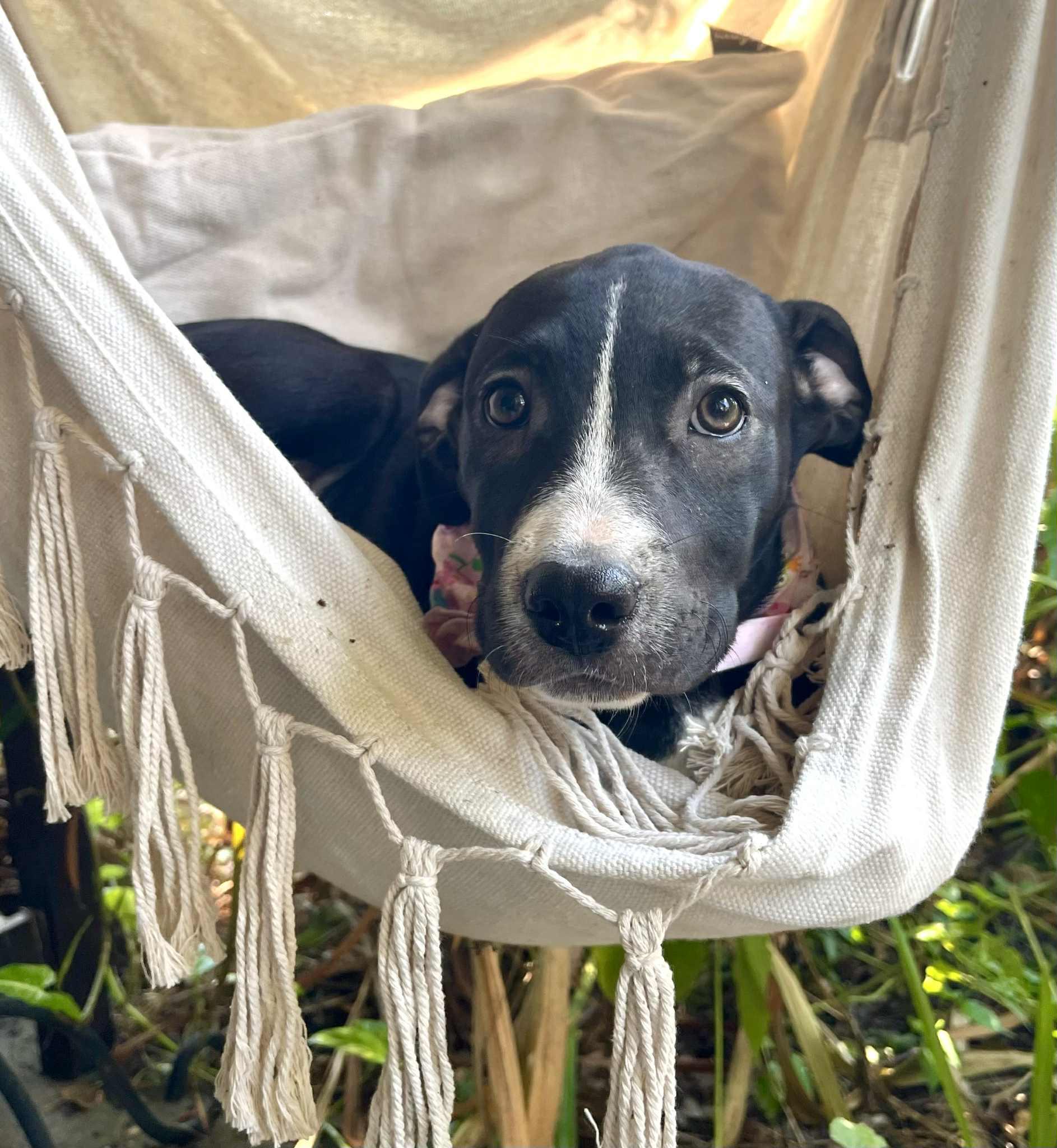 Arwen