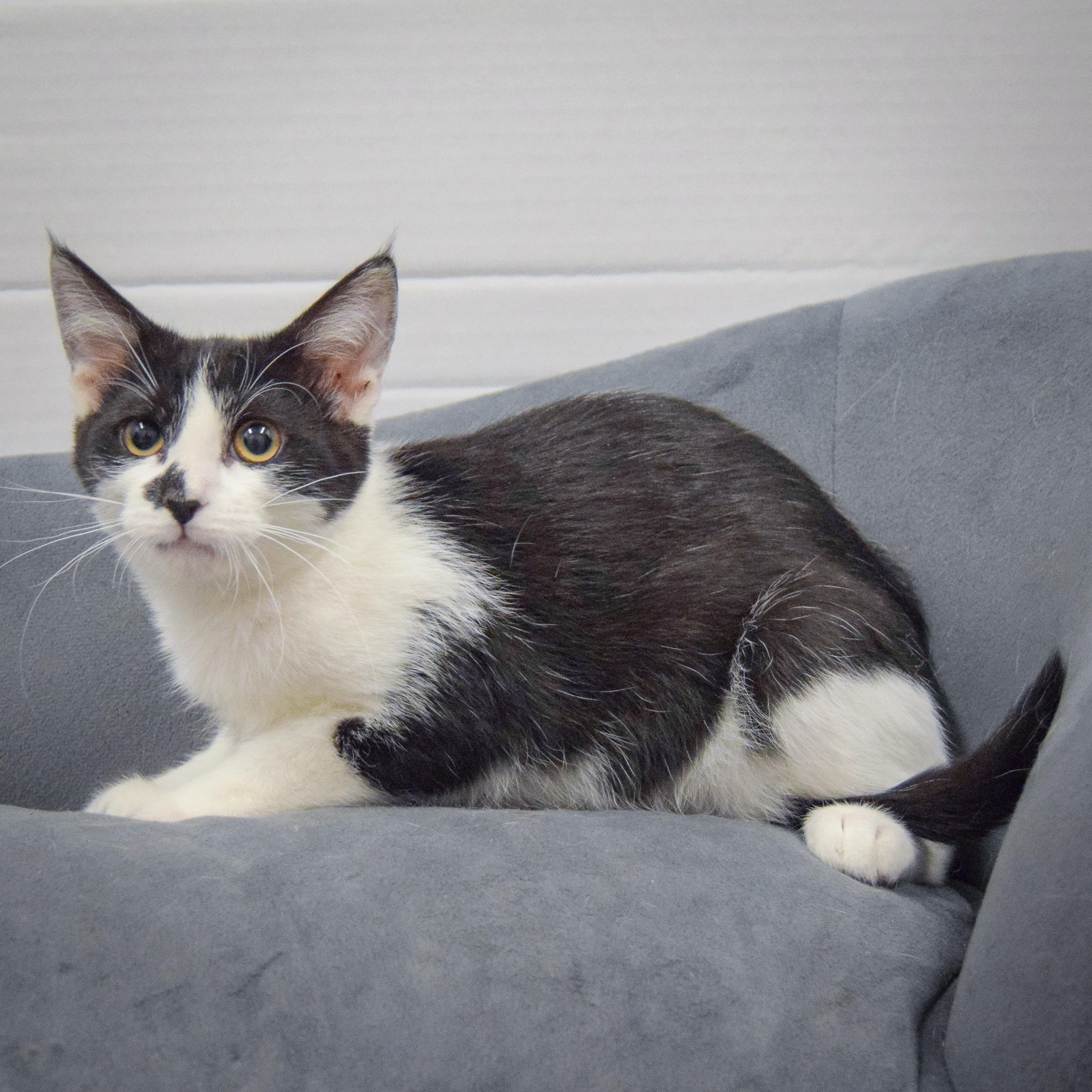 Percy photo 4