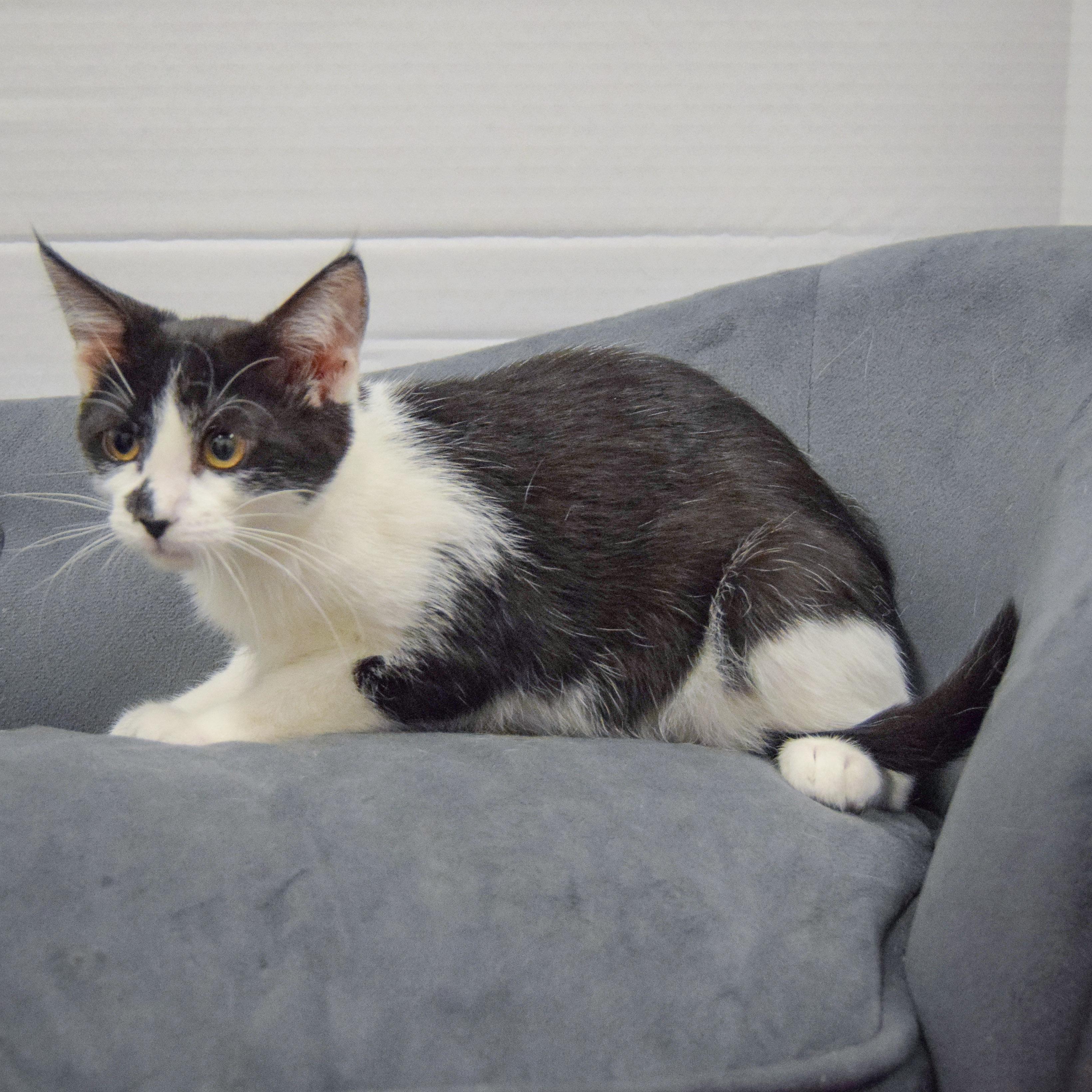 Percy photo 2