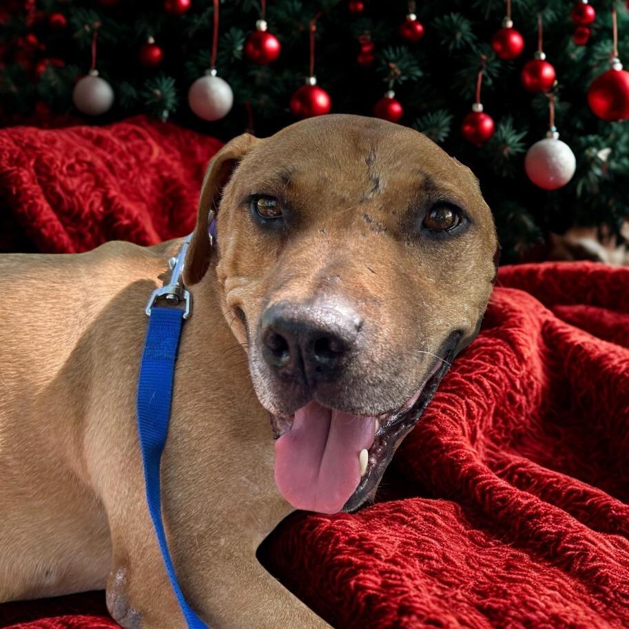 Enlarge Lennox, a Adoptable Pit Bull Terrier in Las Vegas, NV image 2/6