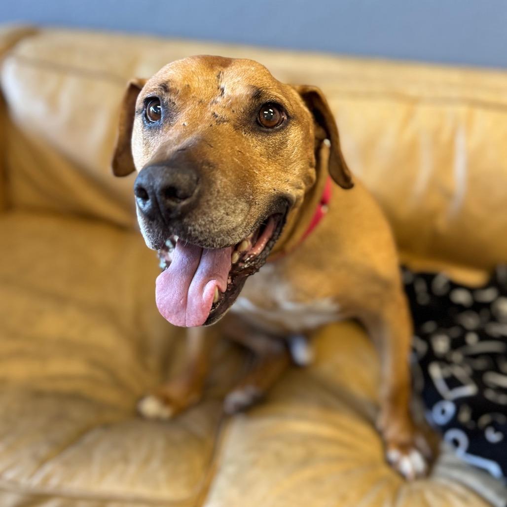 Enlarge Lennox, a Adoptable Pit Bull Terrier in Las Vegas, NV image 3/6
