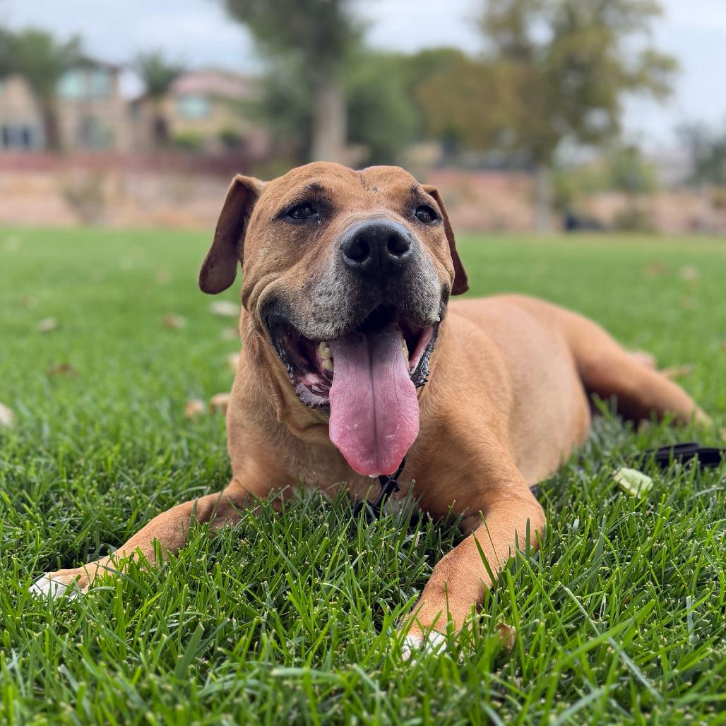 Enlarge Lennox, a Adoptable Pit Bull Terrier in Las Vegas, NV image 4/6
