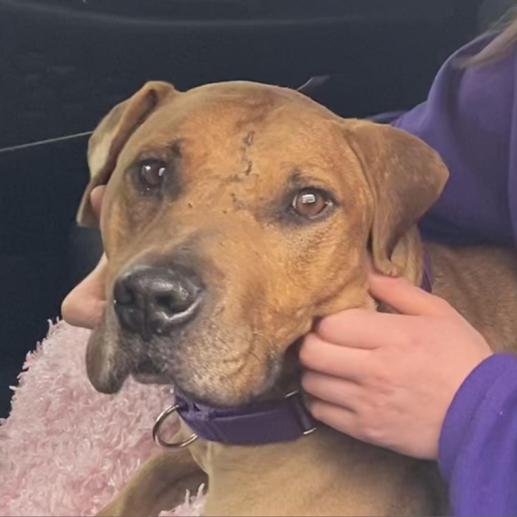 Enlarge Lennox, a Adoptable Pit Bull Terrier in Las Vegas, NV image 4/5