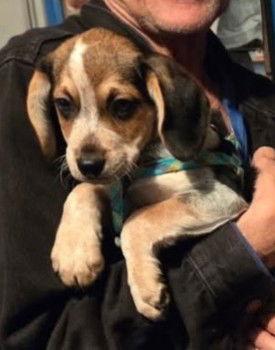 Lobo, Adoptable, Puppy Male Beagle.