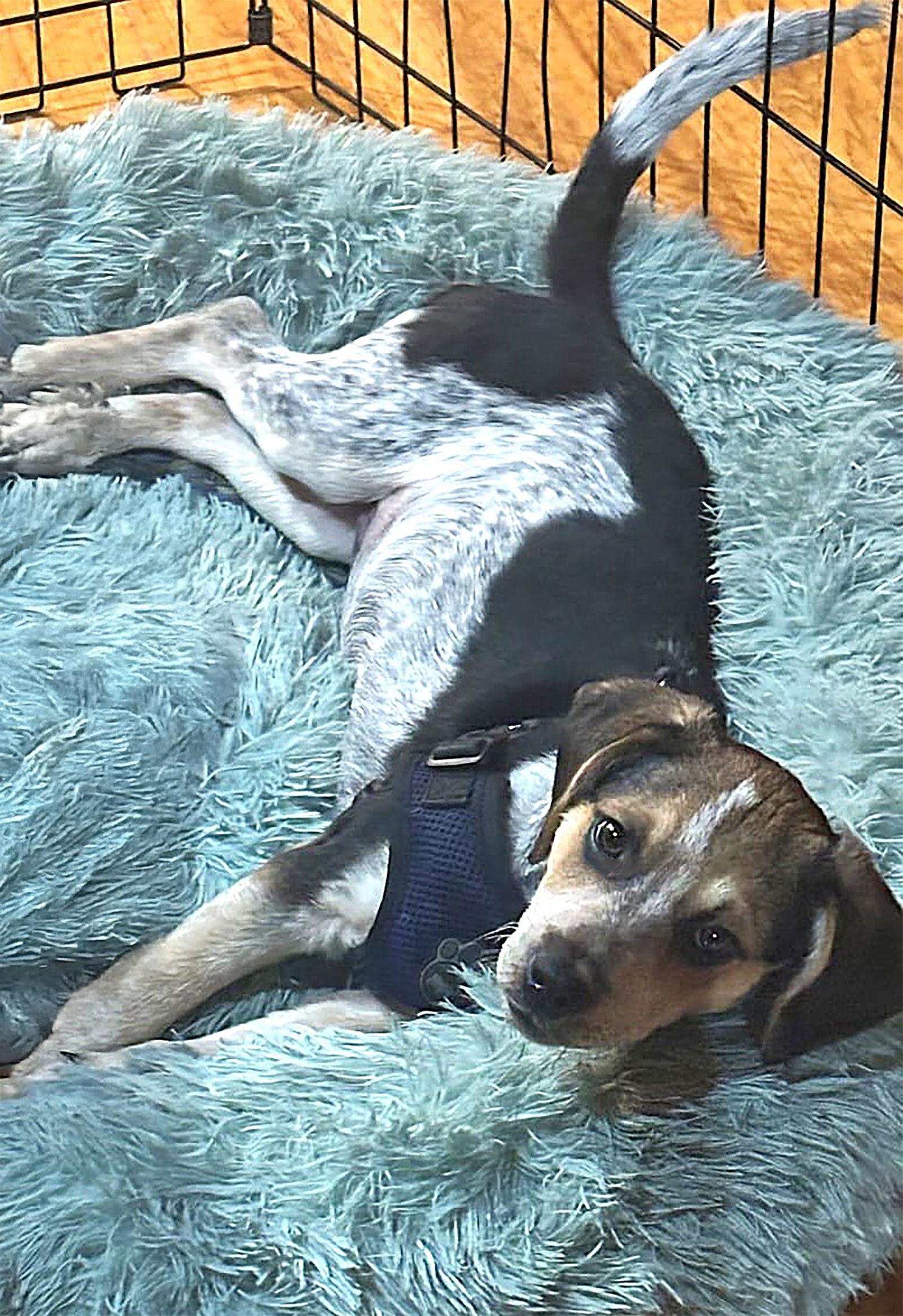 Enlarge Lobo, a Adoptable Beagle in Dunnellon, FL image 3/3